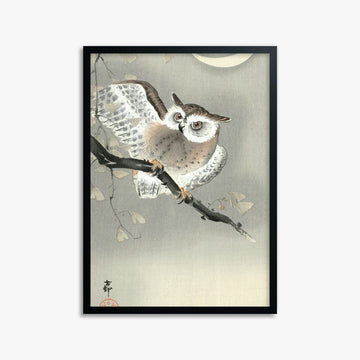 Ohara Koson: Long-Eared Owl in Ginkgo, 50x70cm Framed Art Reproduction With Black Frame