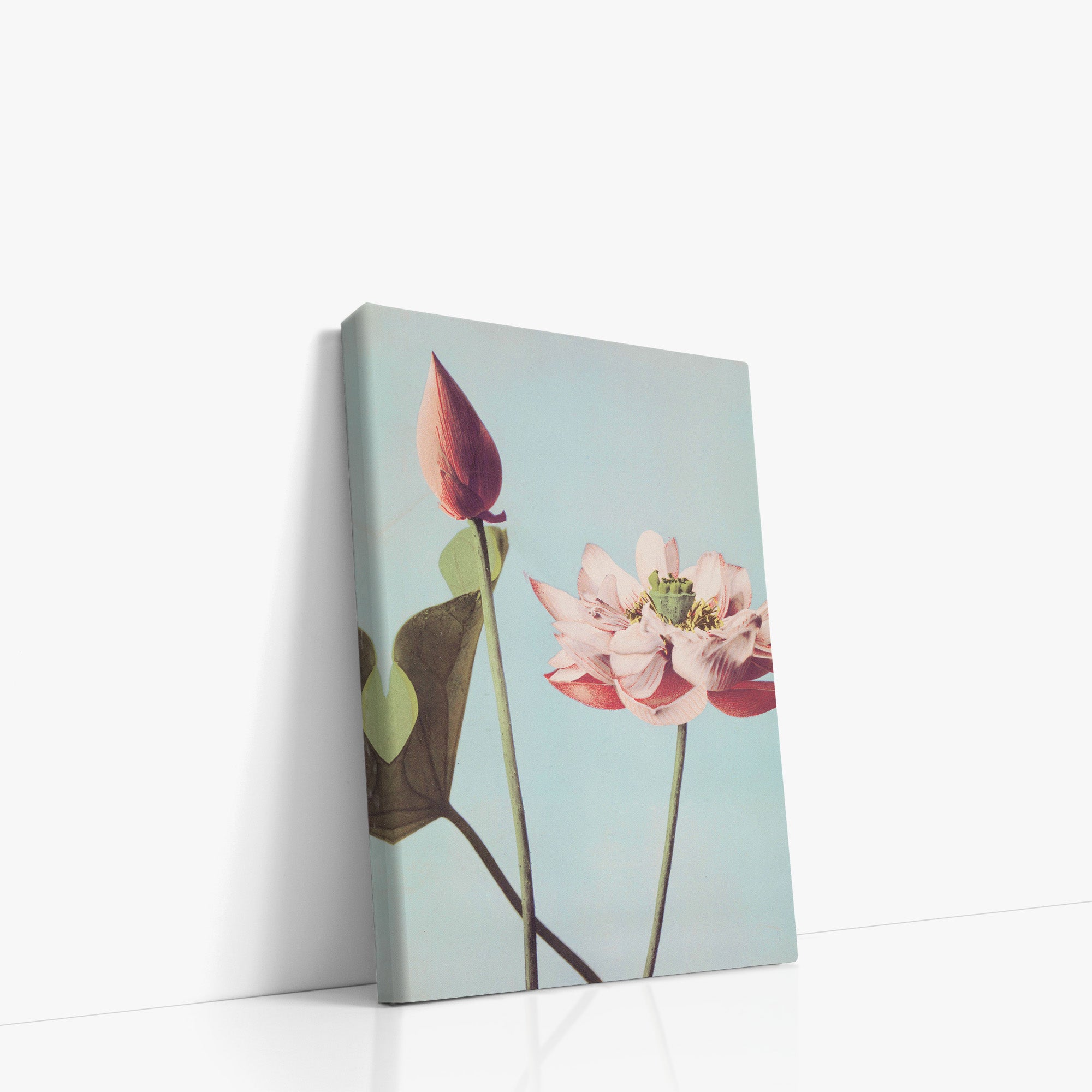 Fleurs de lotus