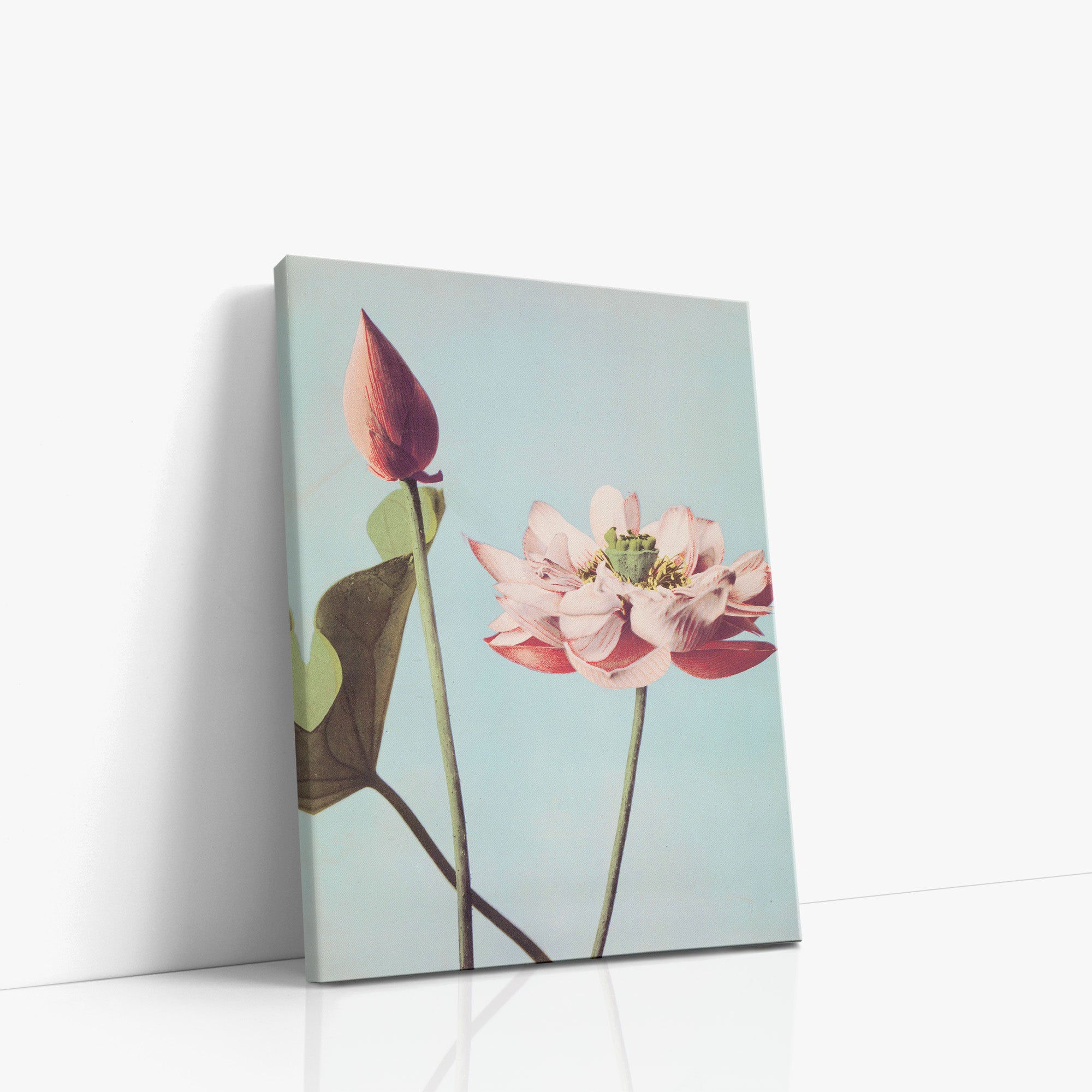Fleurs de lotus