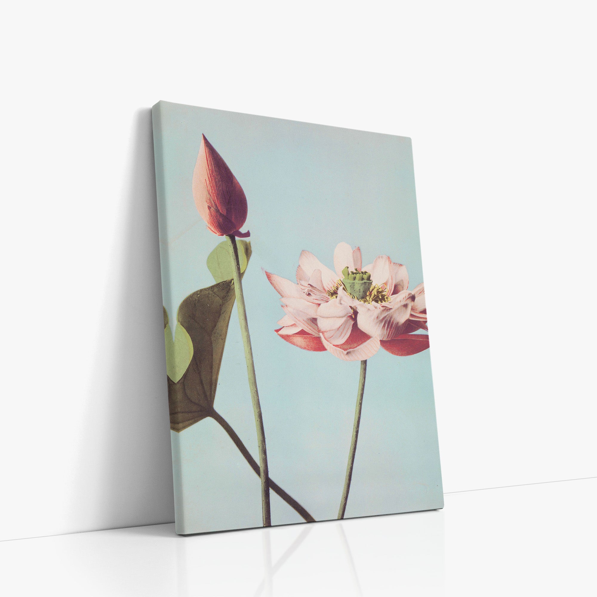 Fleurs de lotus