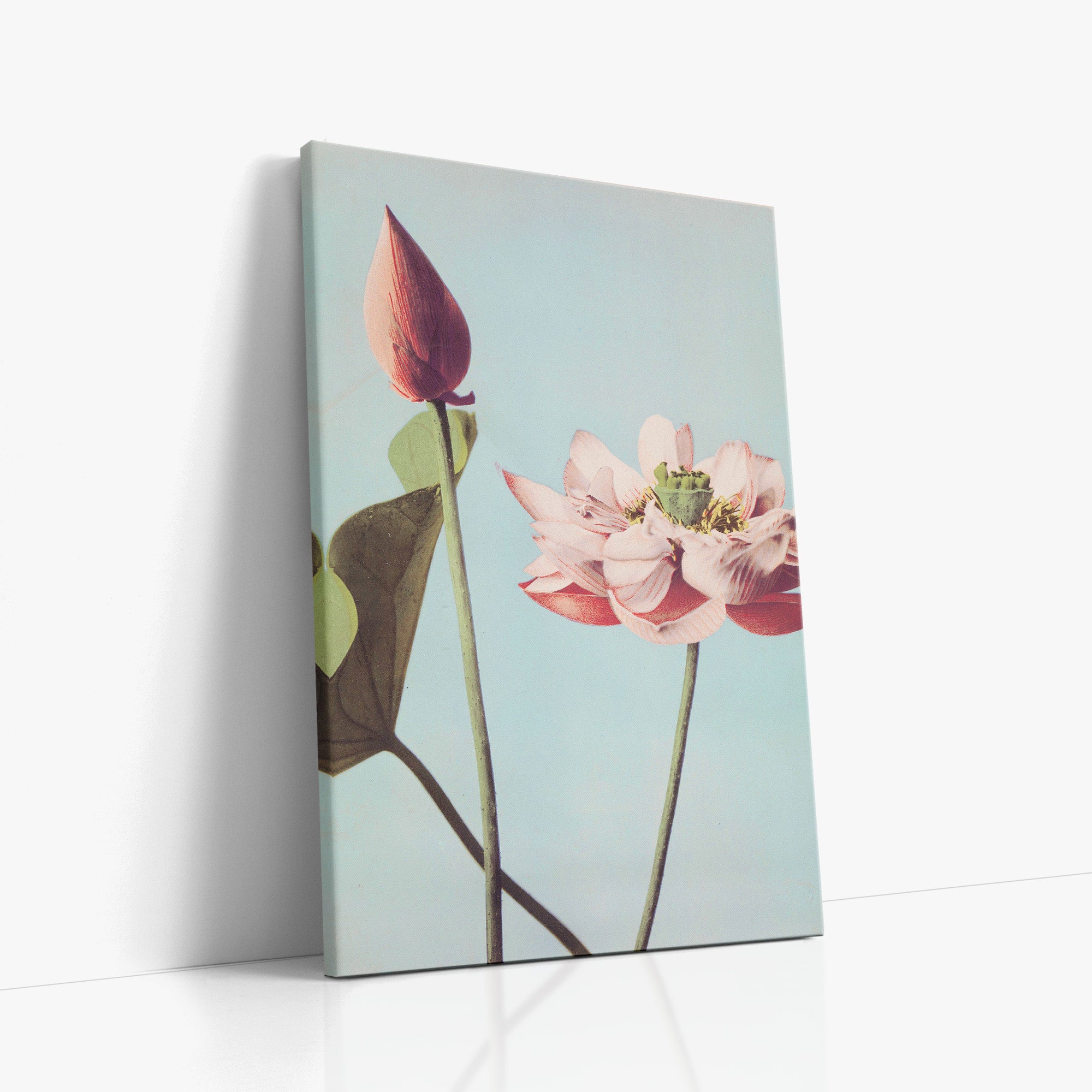 Fleurs de lotus