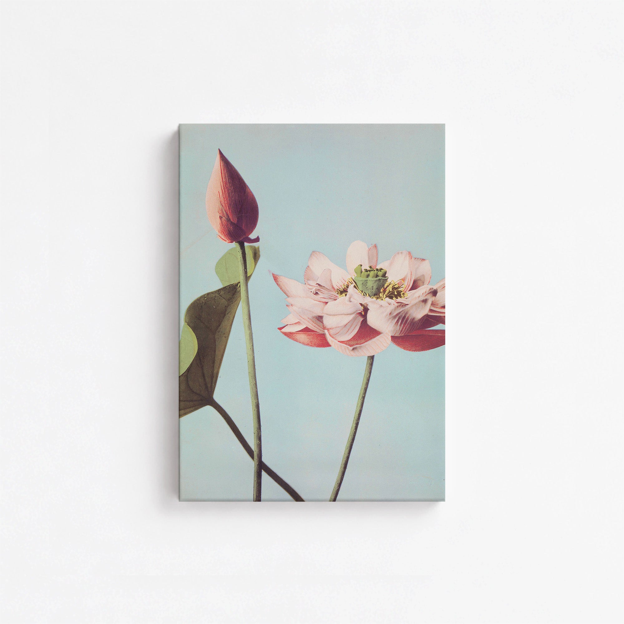 Fleurs de lotus