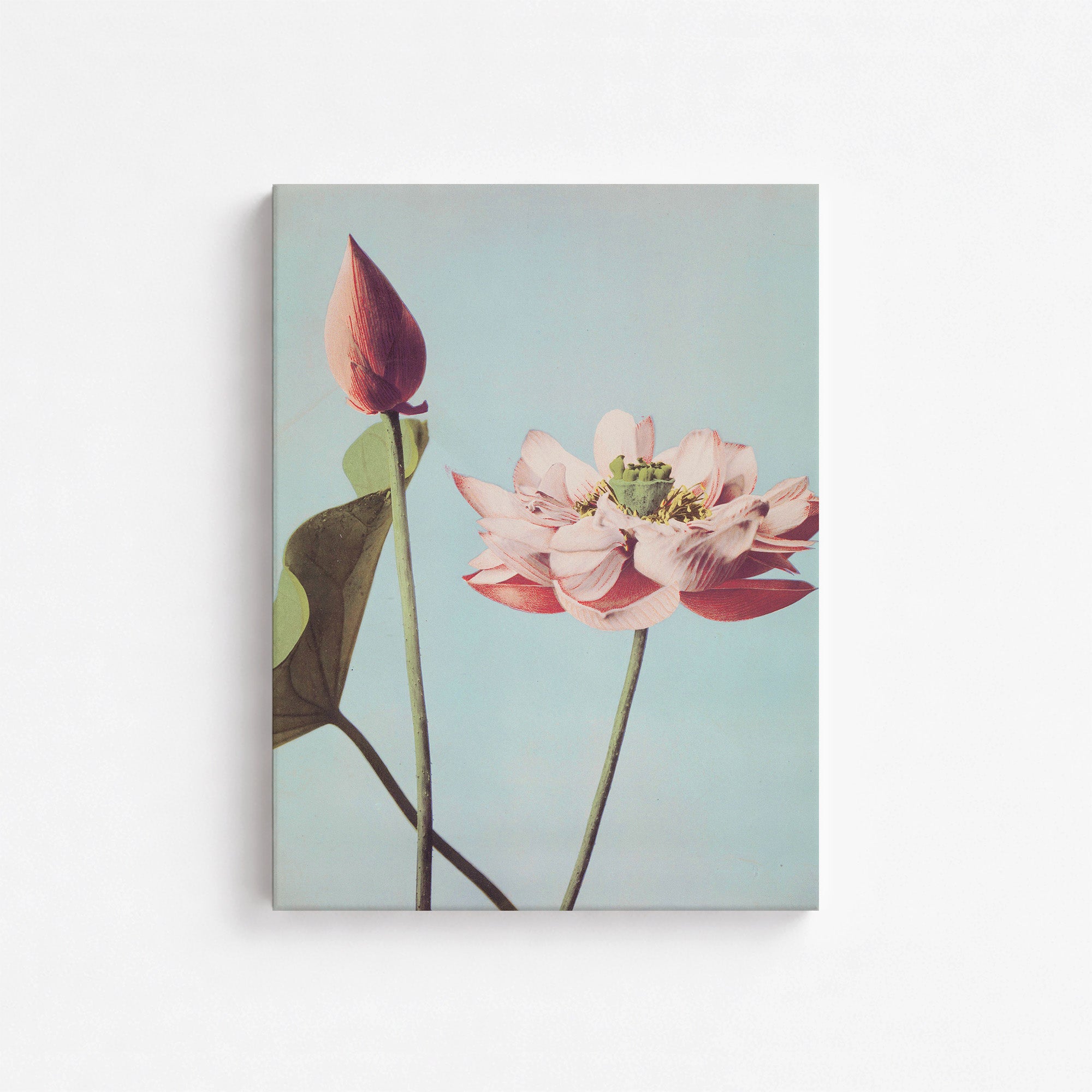Fleurs de lotus