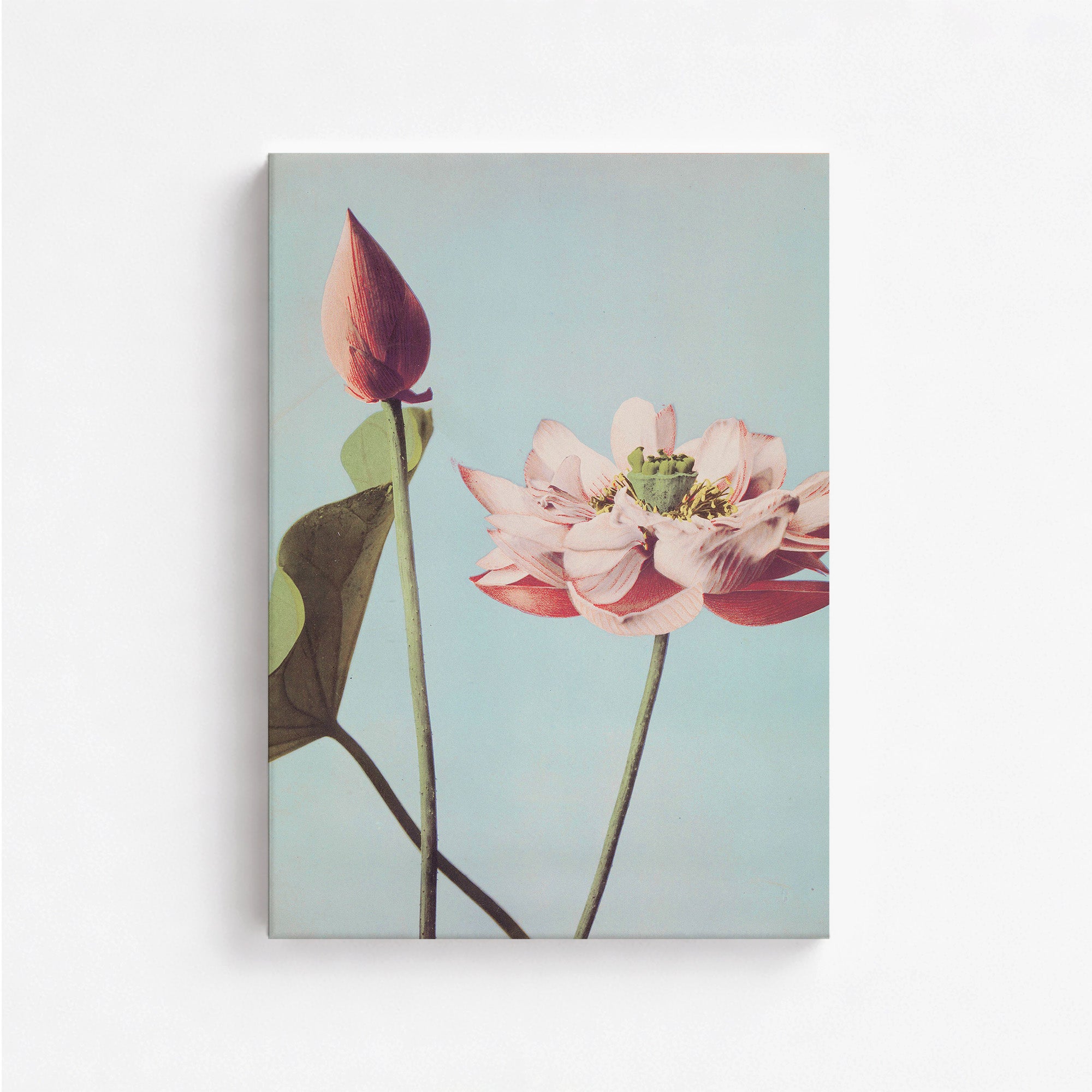 Fleurs de lotus