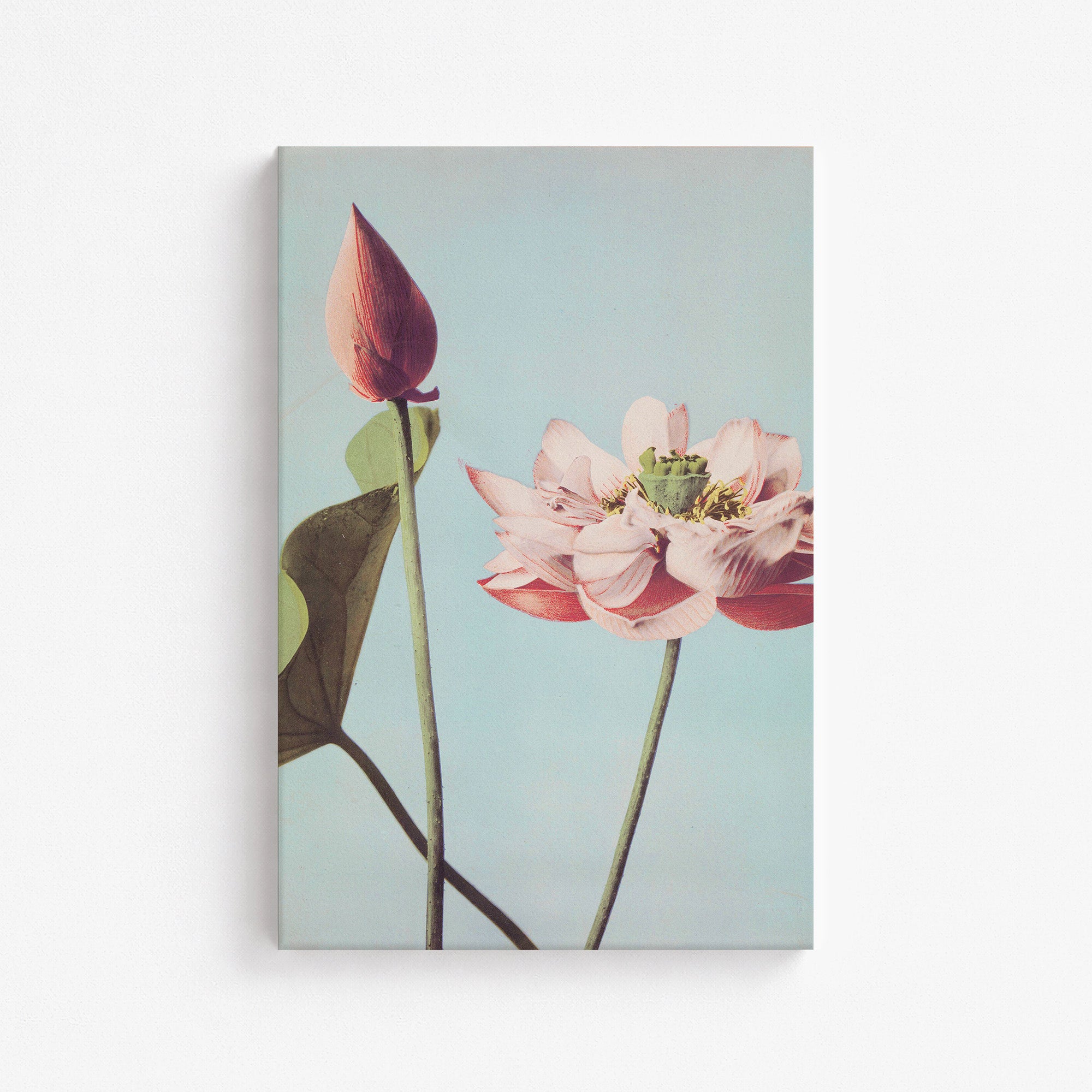 Fleurs de lotus