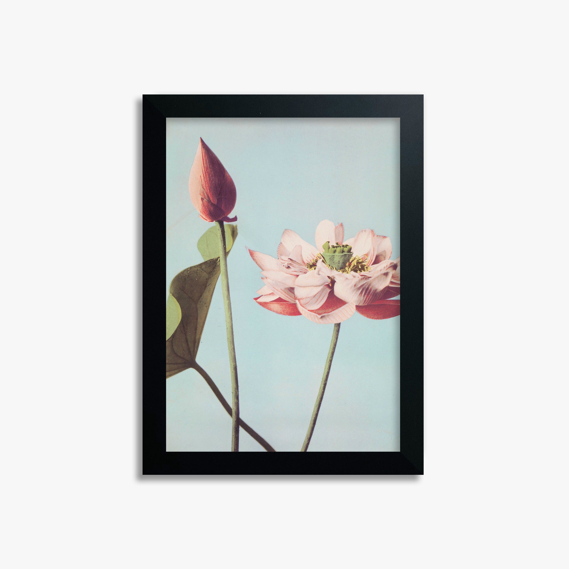 Ogawa Kazumasa: Lotus Flowers, 21x30cm Framed Art Reproduction With Black Frame