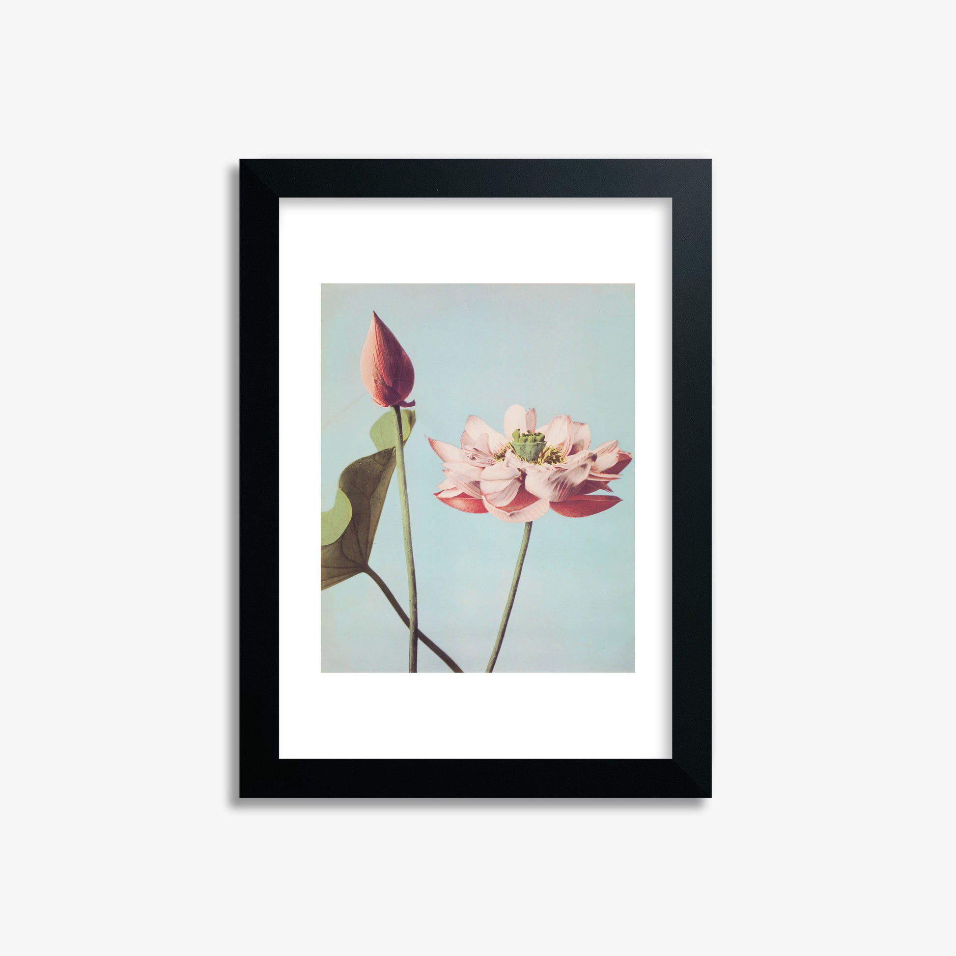 Ogawa Kazumasa: Lotus Flowers, 21x30cm Framed Art Reproduction With Black Frame