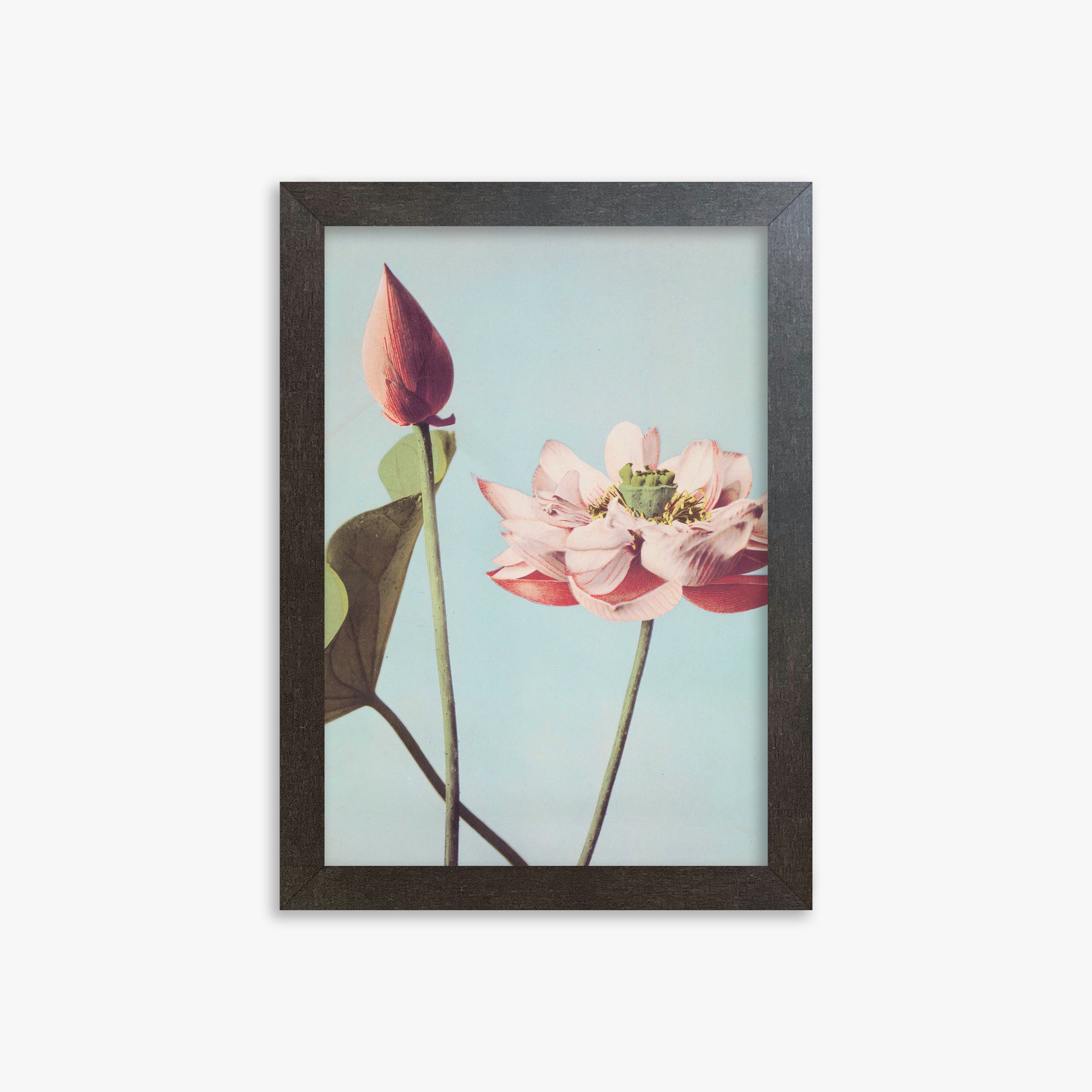 Ogawa Kazumasa: Lotus Flowers, 21x30cm Framed Art Reproduction With Espresso Frame