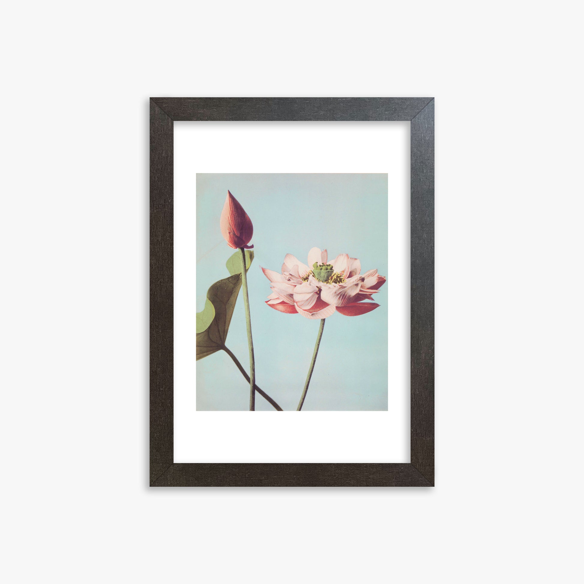 Ogawa Kazumasa: Lotus Flowers, 21x30cm Framed Art Reproduction With Espresso Frame