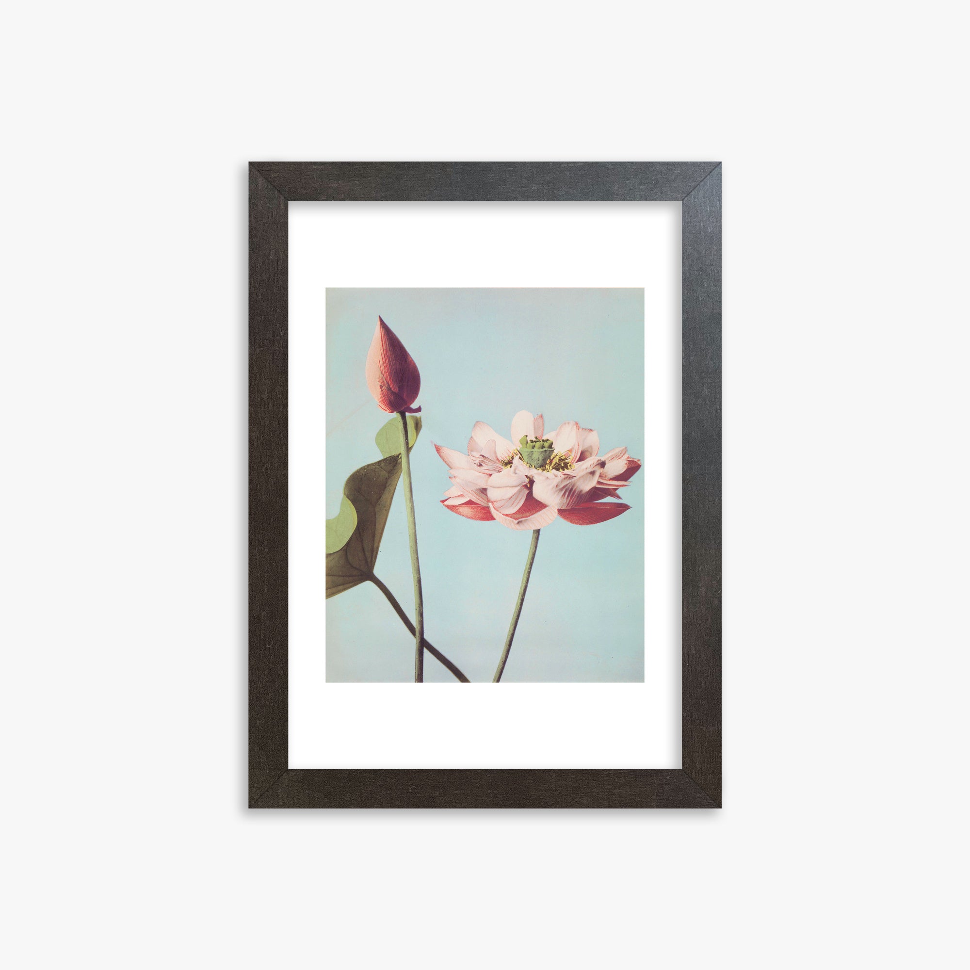 Ogawa Kazumasa: Lotus Flowers, 21x30cm Framed Art Reproduction With Espresso Frame