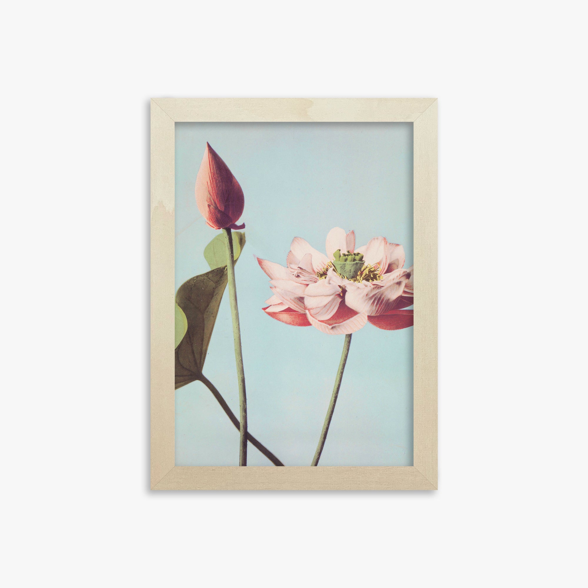 Ogawa Kazumasa: Lotus Flowers, 21x30cm Framed Art Reproduction With Lime Wood Frame