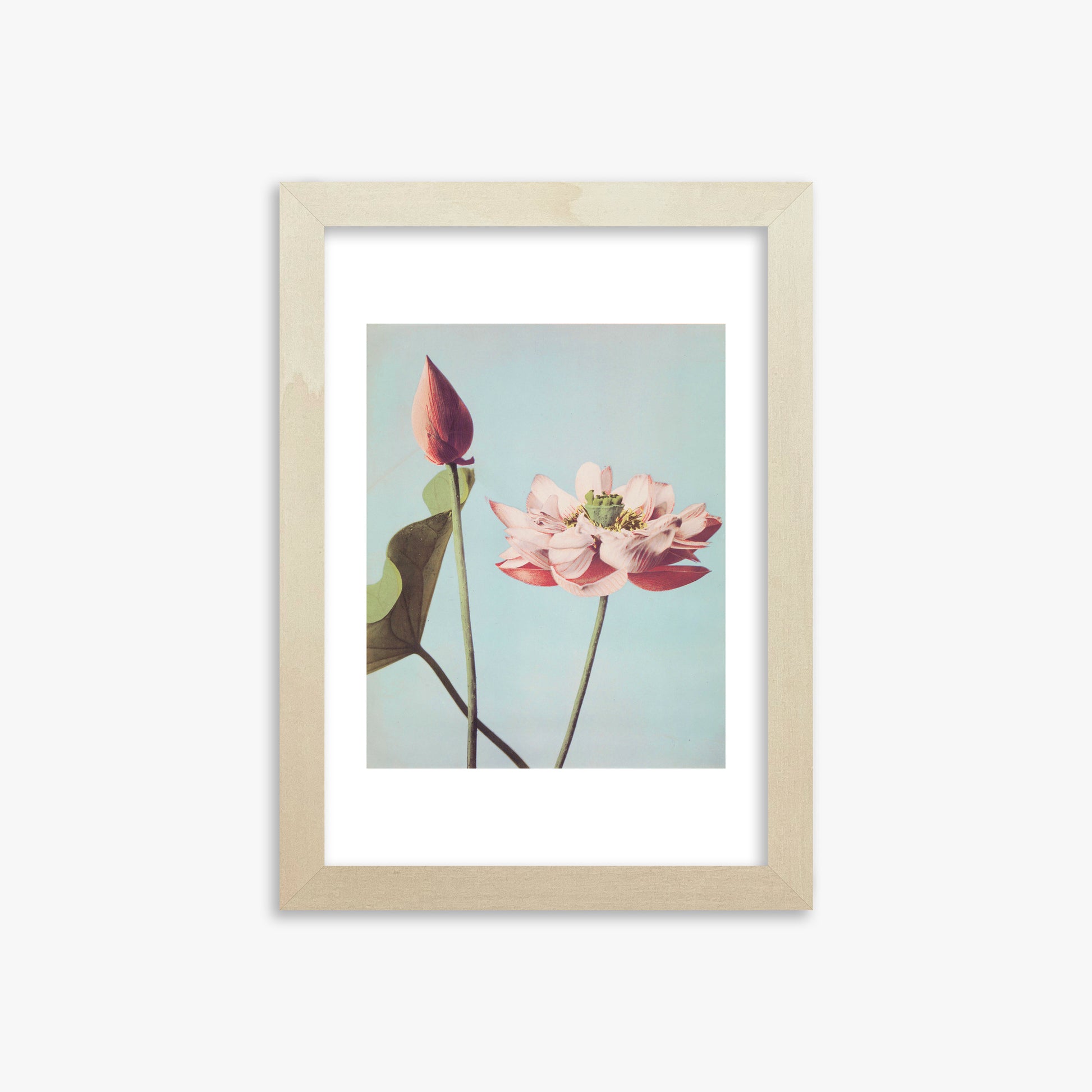 Ogawa Kazumasa: Lotus Flowers, 21x30cm Framed Art Reproduction With Lime Wood Frame