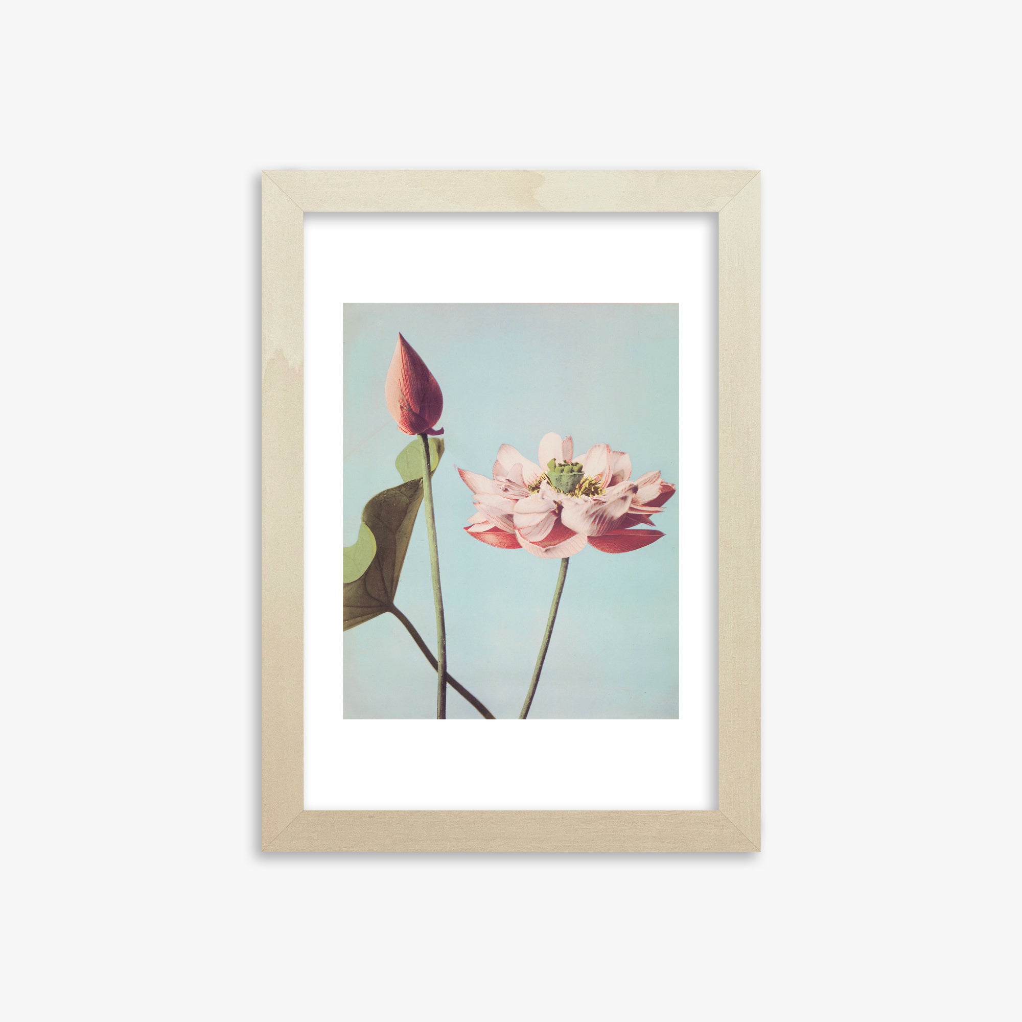 Ogawa Kazumasa: Lotus Flowers, 21x30cm Framed Art Reproduction With Lime Wood Frame