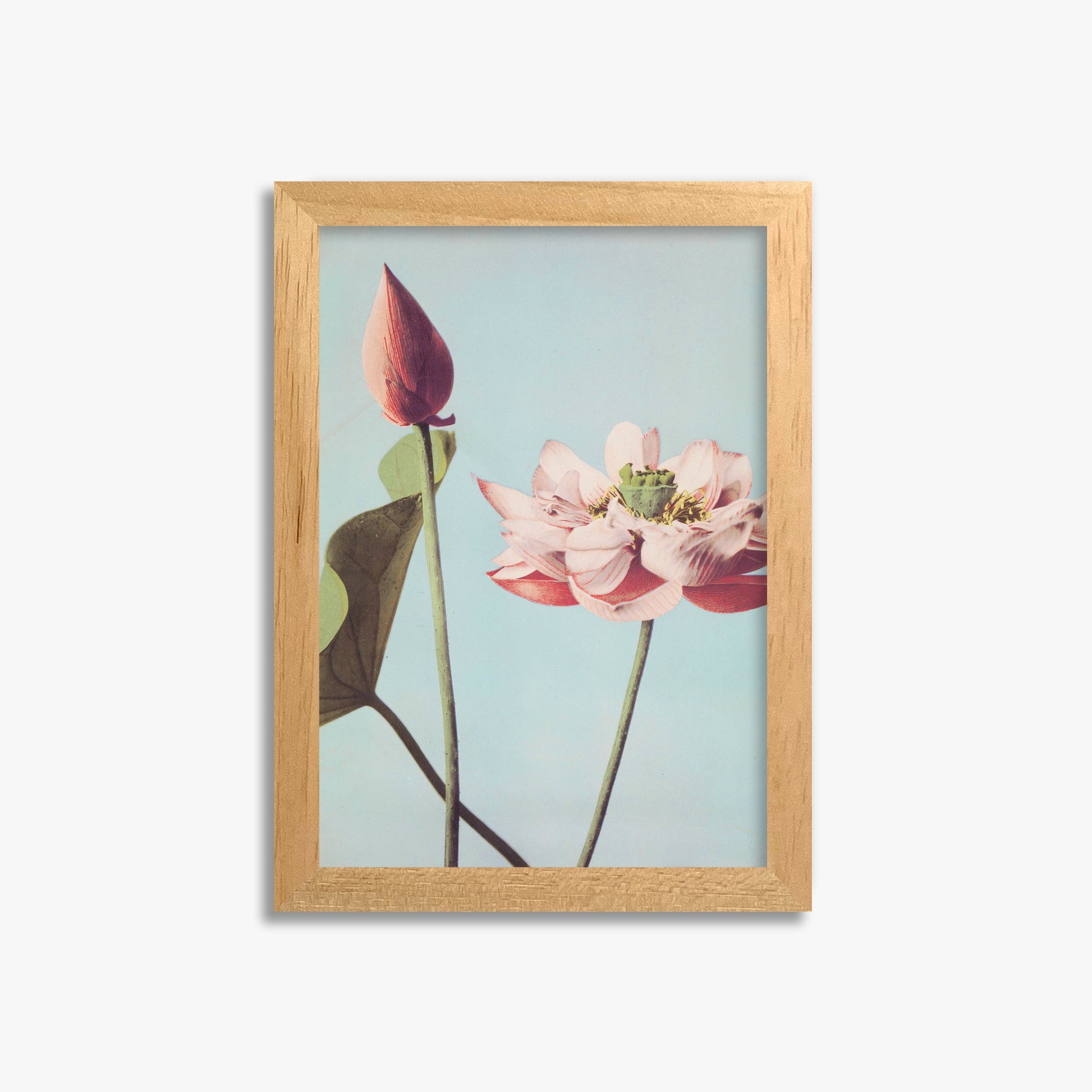 Ogawa Kazumasa: Lotus Flowers, 21x30cm Framed Art Reproduction With Oak Frame