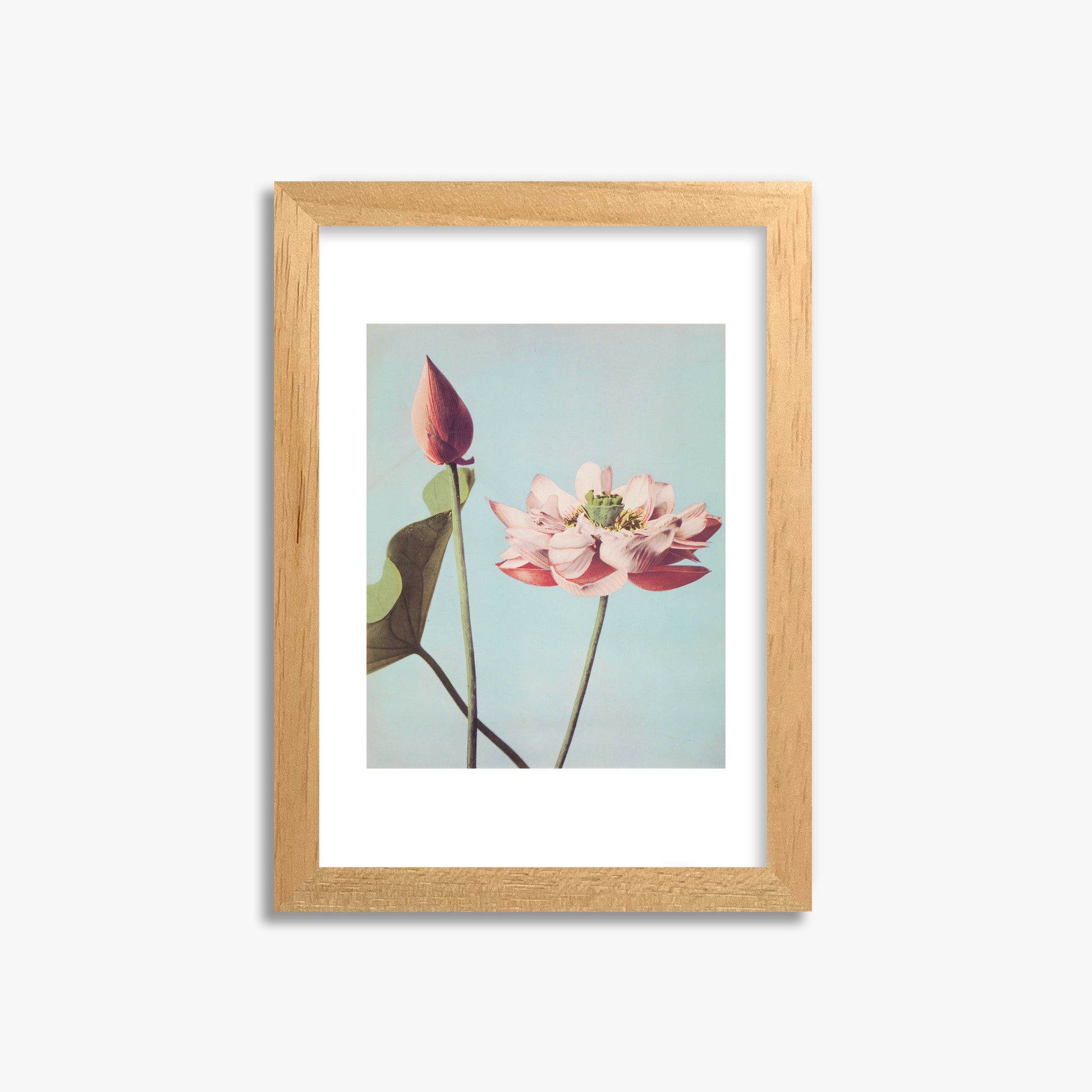 Ogawa Kazumasa: Lotus Flowers, 21x30cm Framed Art Reproduction With Oak Frame