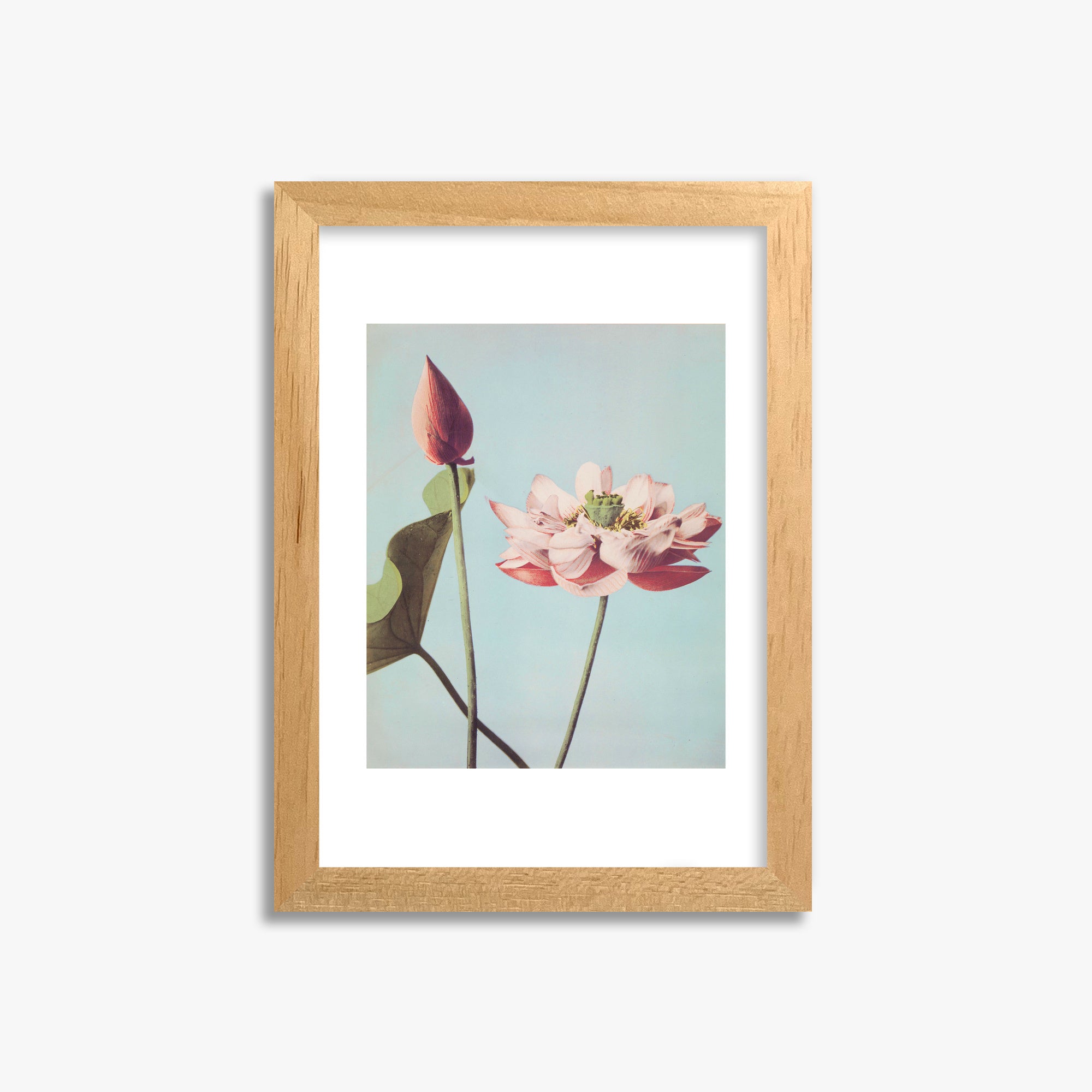 Ogawa Kazumasa: Lotus Flowers, 21x30cm Framed Art Reproduction With Oak Frame