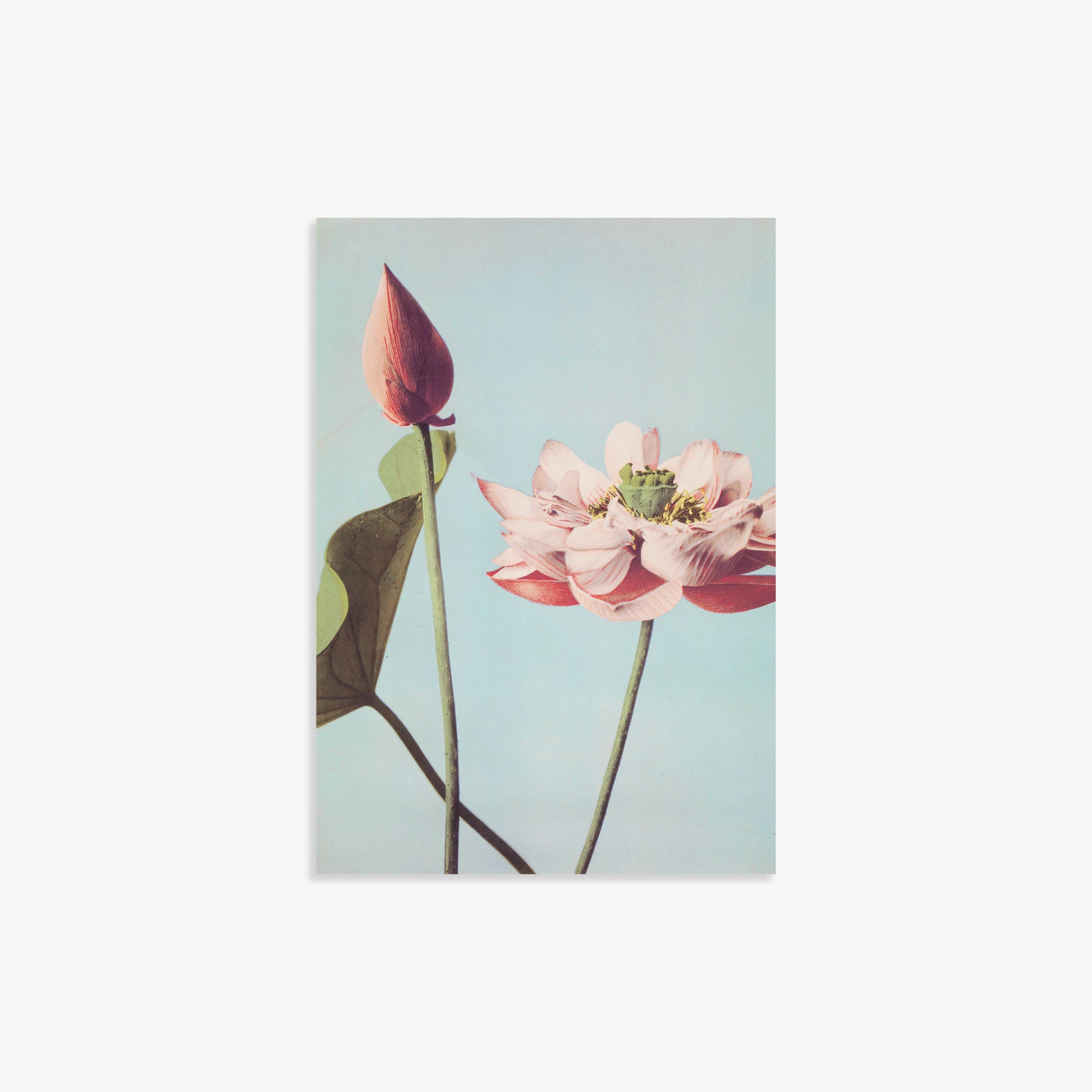 Ogawa Kazumasa: Lotus Flowers, 21x30cm Art Reproduction Unframed