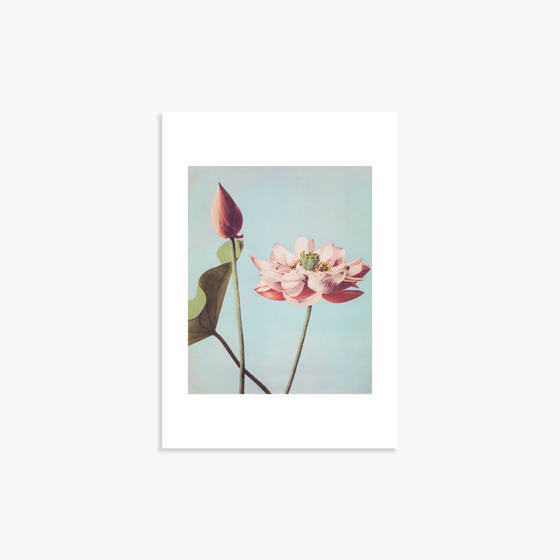 Ogawa Kazumasa: Lotus Flowers, 21x30cm Art Reproduction Unframed