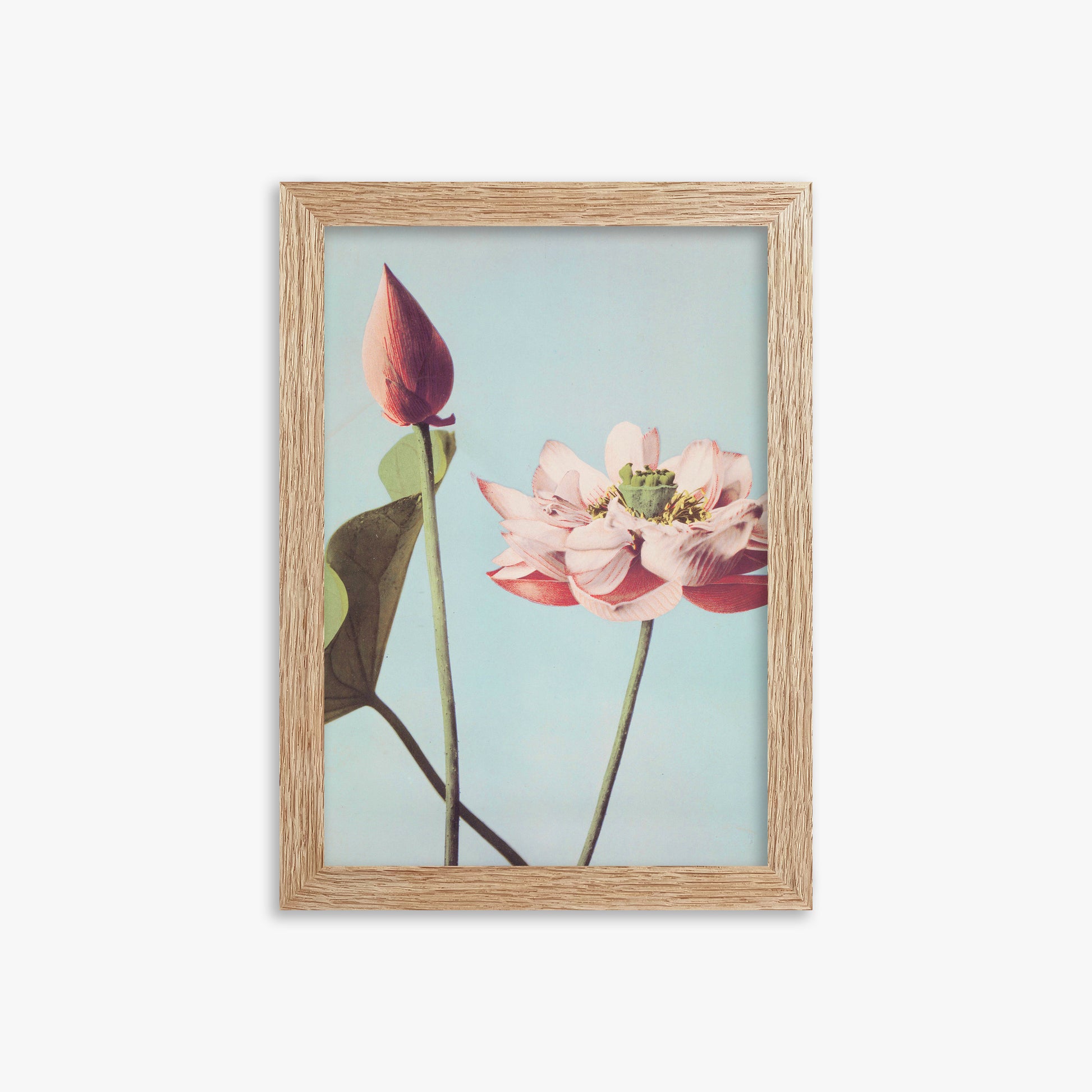 Ogawa Kazumasa: Lotus Flowers, 21x30cm Framed Art Reproduction With Raw Oak Frame