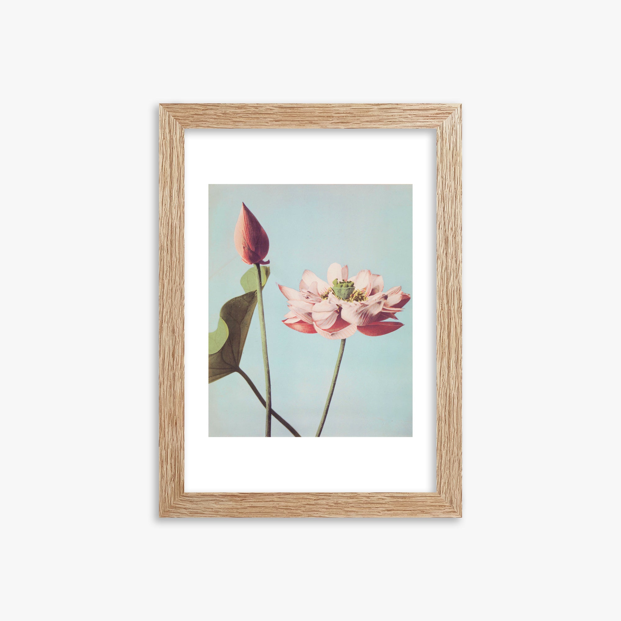 Ogawa Kazumasa: Lotus Flowers, 21x30cm Framed Art Reproduction With Raw Oak Frame