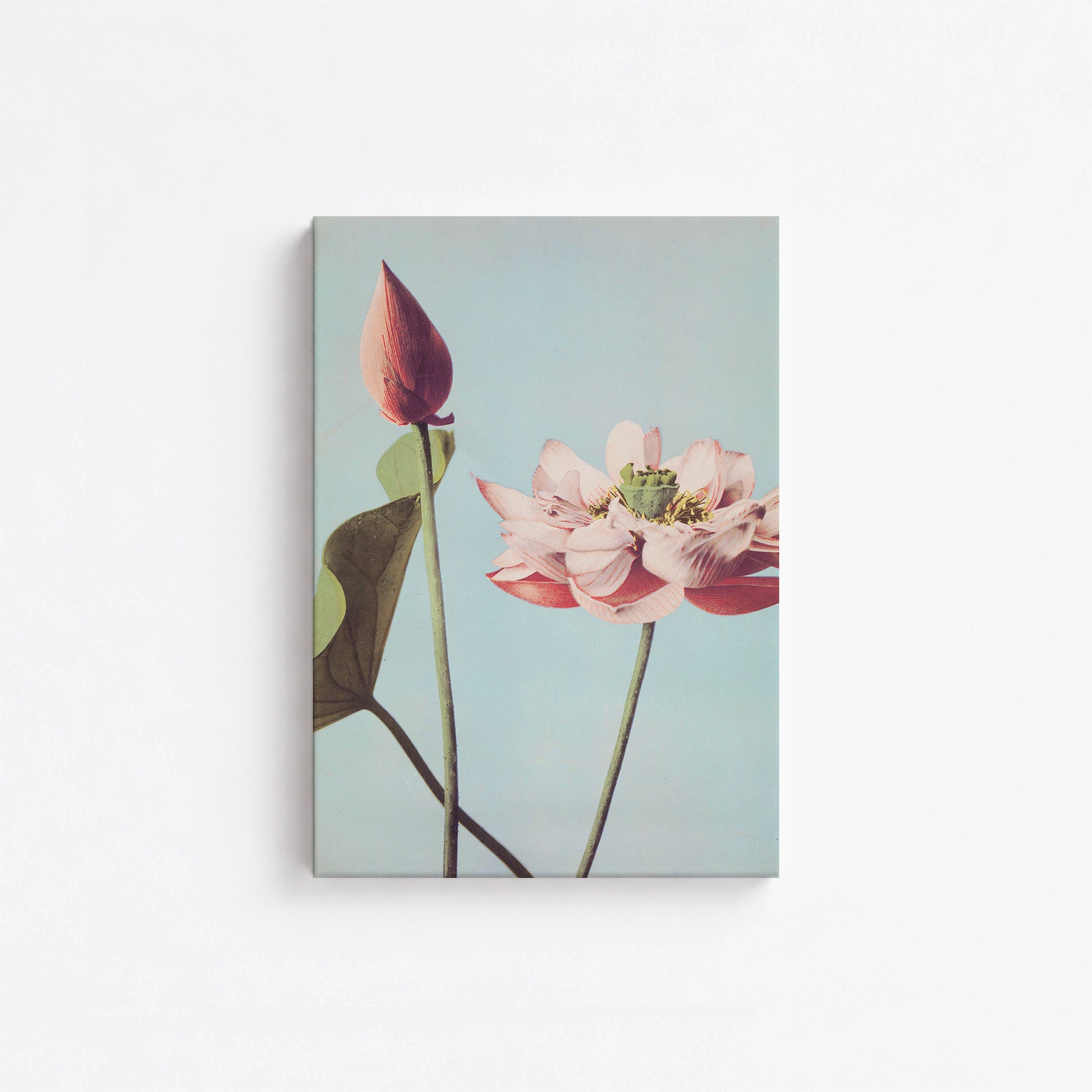 Ogawa Kazumasa: Lotus Flowers, 21x30cm Satin Canvas Art Reproduction