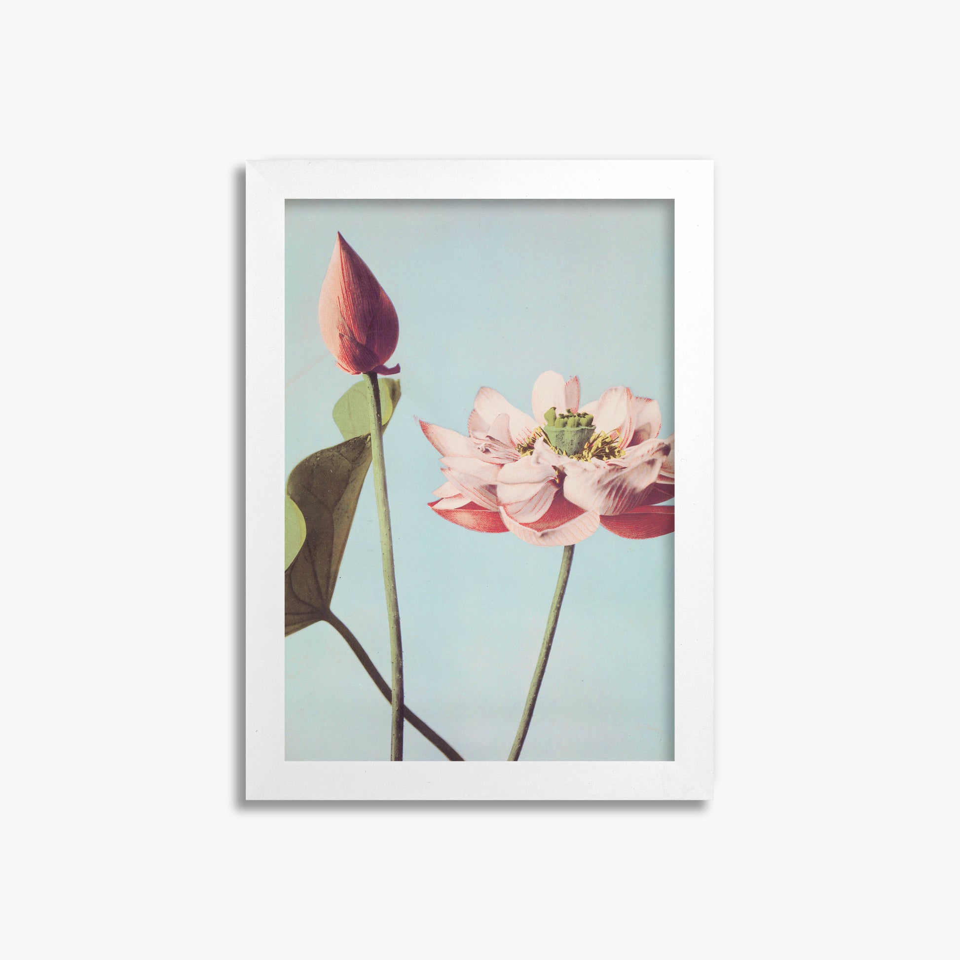 Ogawa Kazumasa: Lotus Flowers, 21x30cm Framed Art Reproduction With White Frame