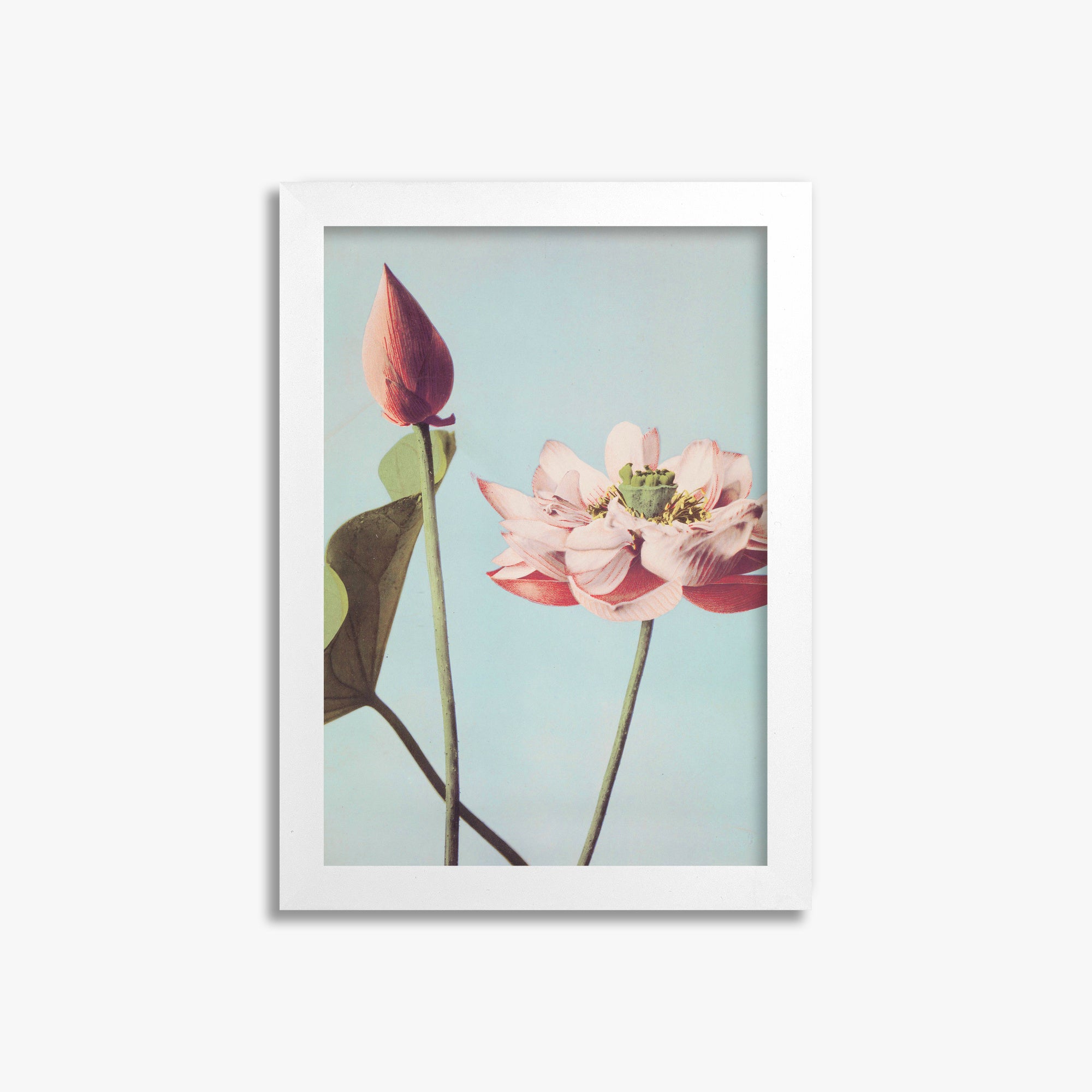 Ogawa Kazumasa: Lotus Flowers, 21x30cm Framed Art Reproduction With White Frame