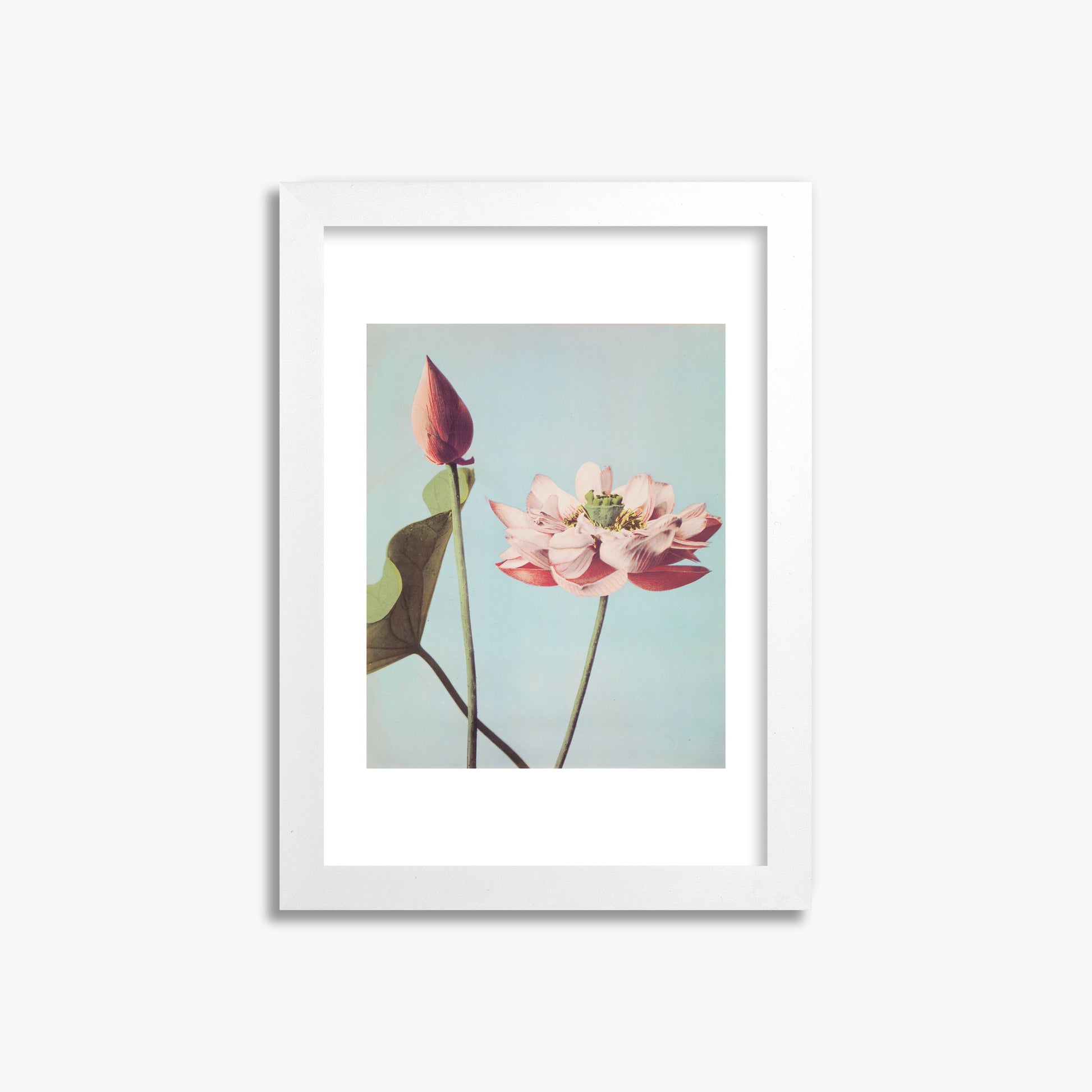 Ogawa Kazumasa: Lotus Flowers, 21x30cm Framed Art Reproduction With White Frame