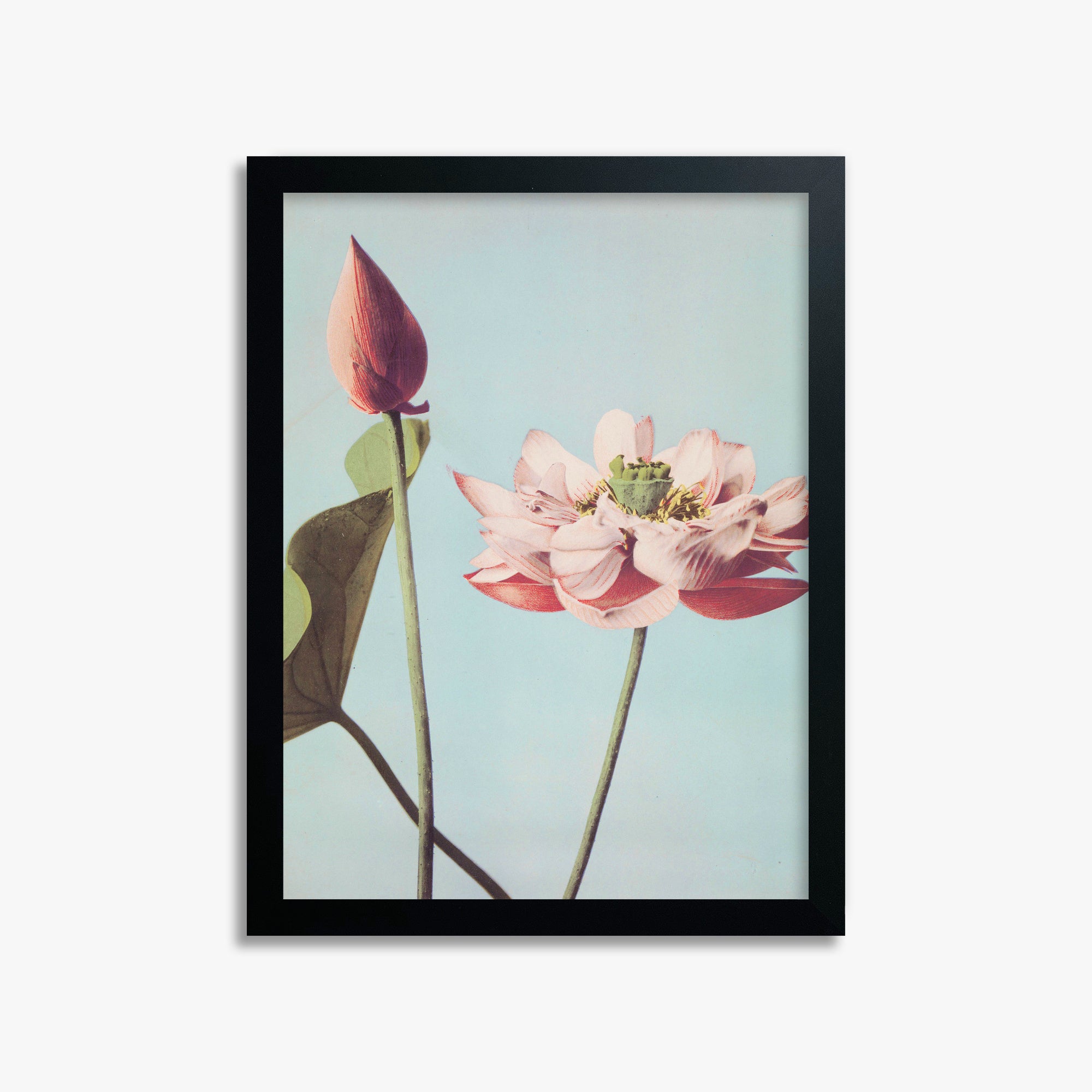 Ogawa Kazumasa: Lotus Flowers, 30x40cm Framed Art Reproduction With Black Frame