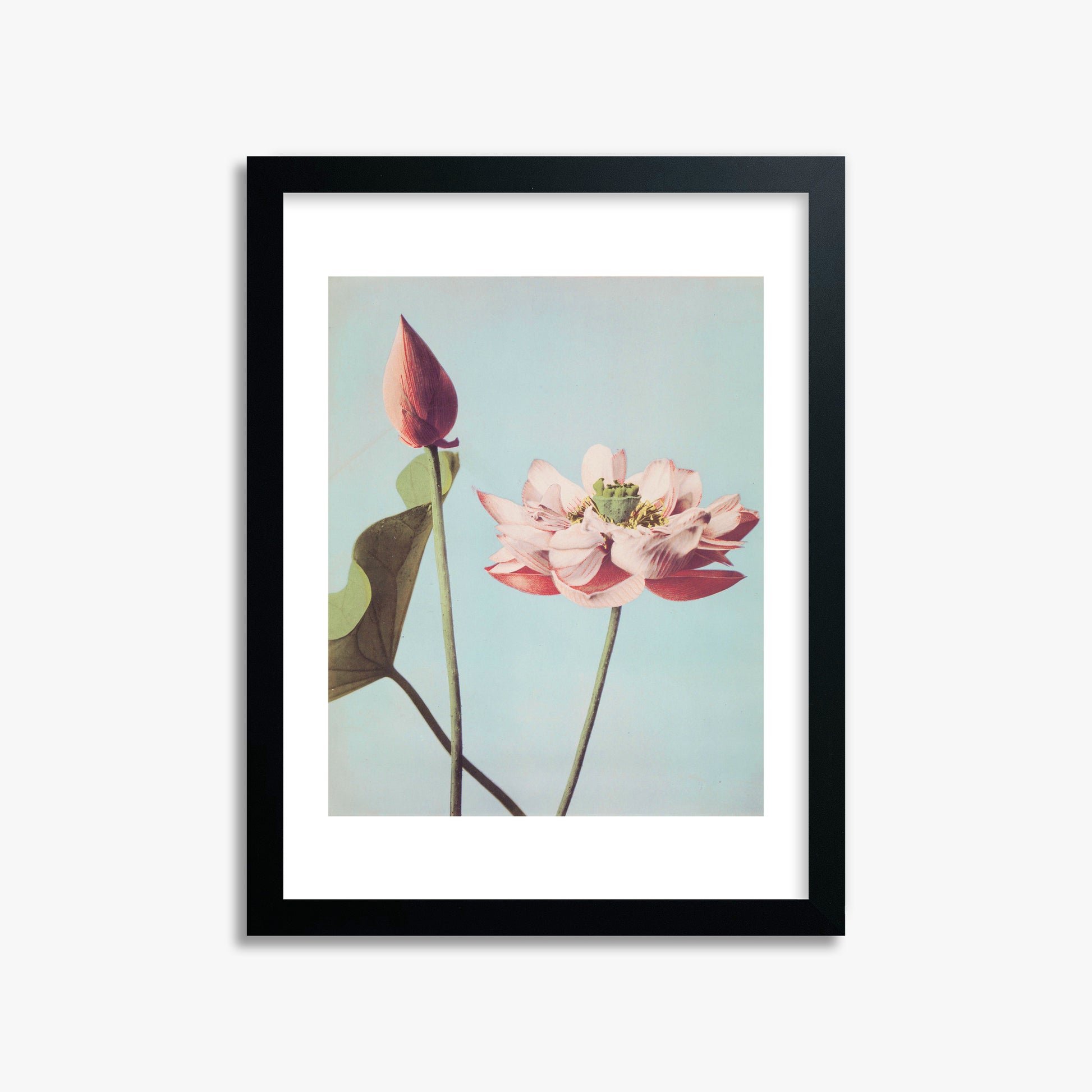Ogawa Kazumasa: Lotus Flowers, 30x40cm Framed Art Reproduction With Black Frame