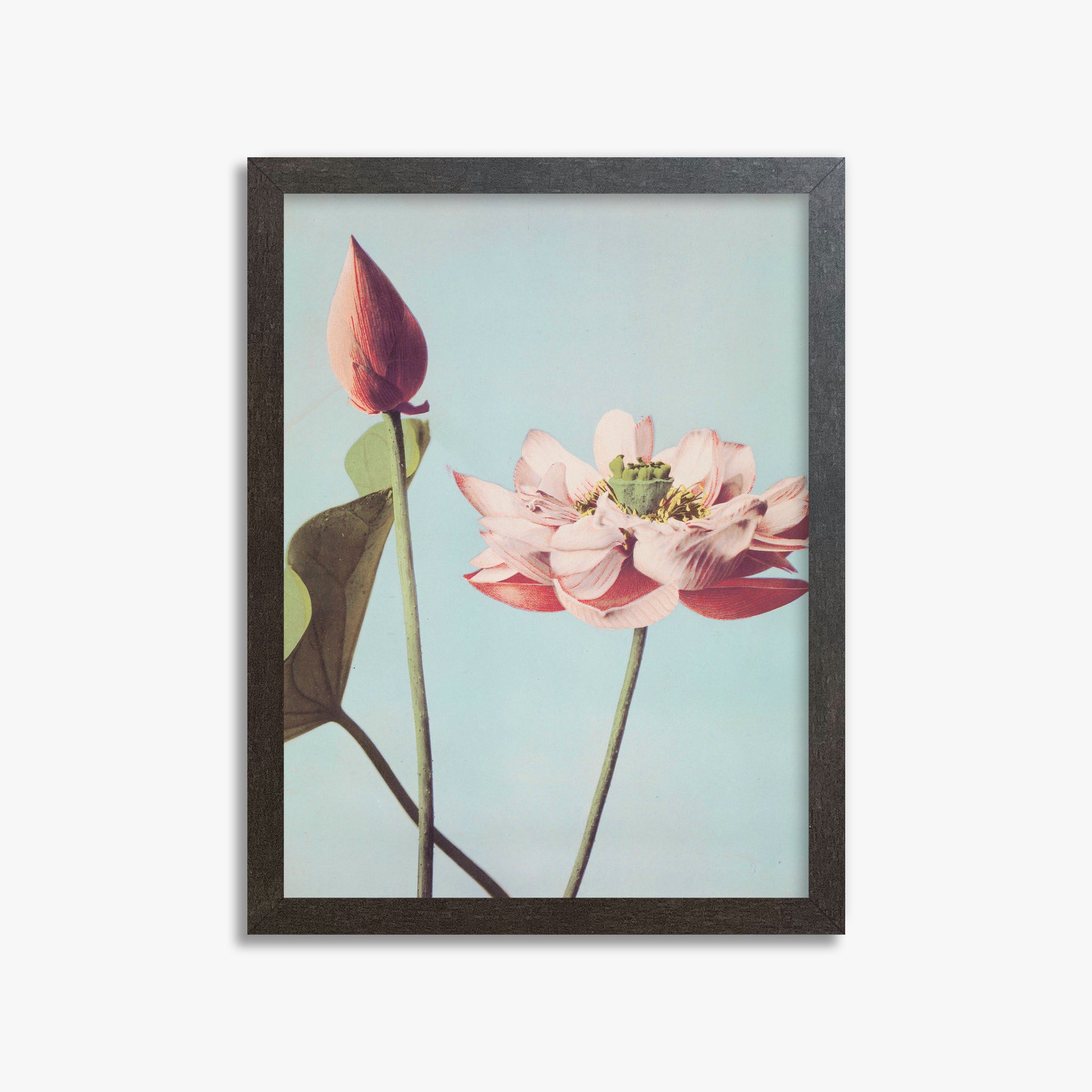 Ogawa Kazumasa: Lotus Flowers, 30x40cm Framed Art Reproduction With Espresso Frame