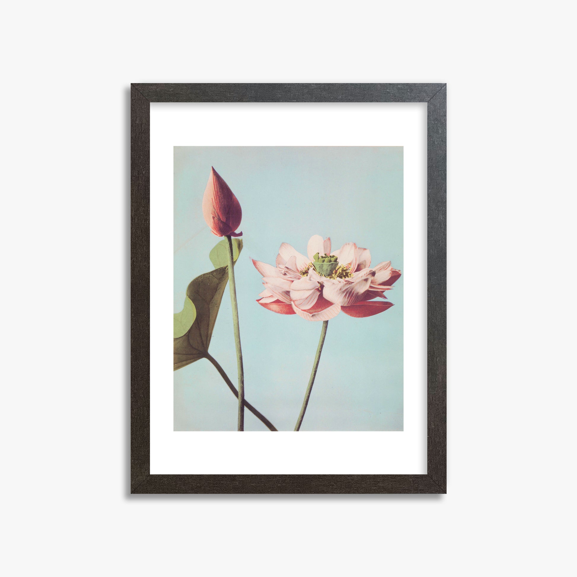 Ogawa Kazumasa: Lotus Flowers, 30x40cm Framed Art Reproduction With Espresso Frame