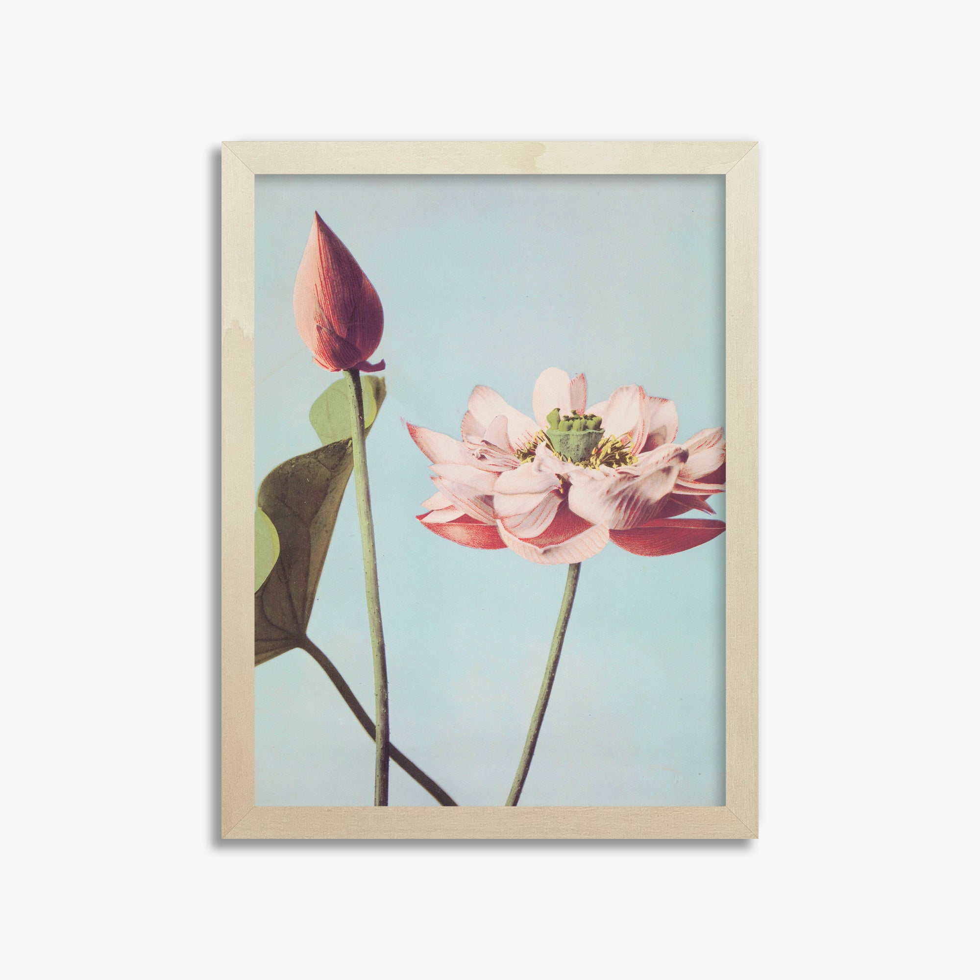 Ogawa Kazumasa: Lotus Flowers, 30x40cm Framed Art Reproduction With Lime Wood Frame