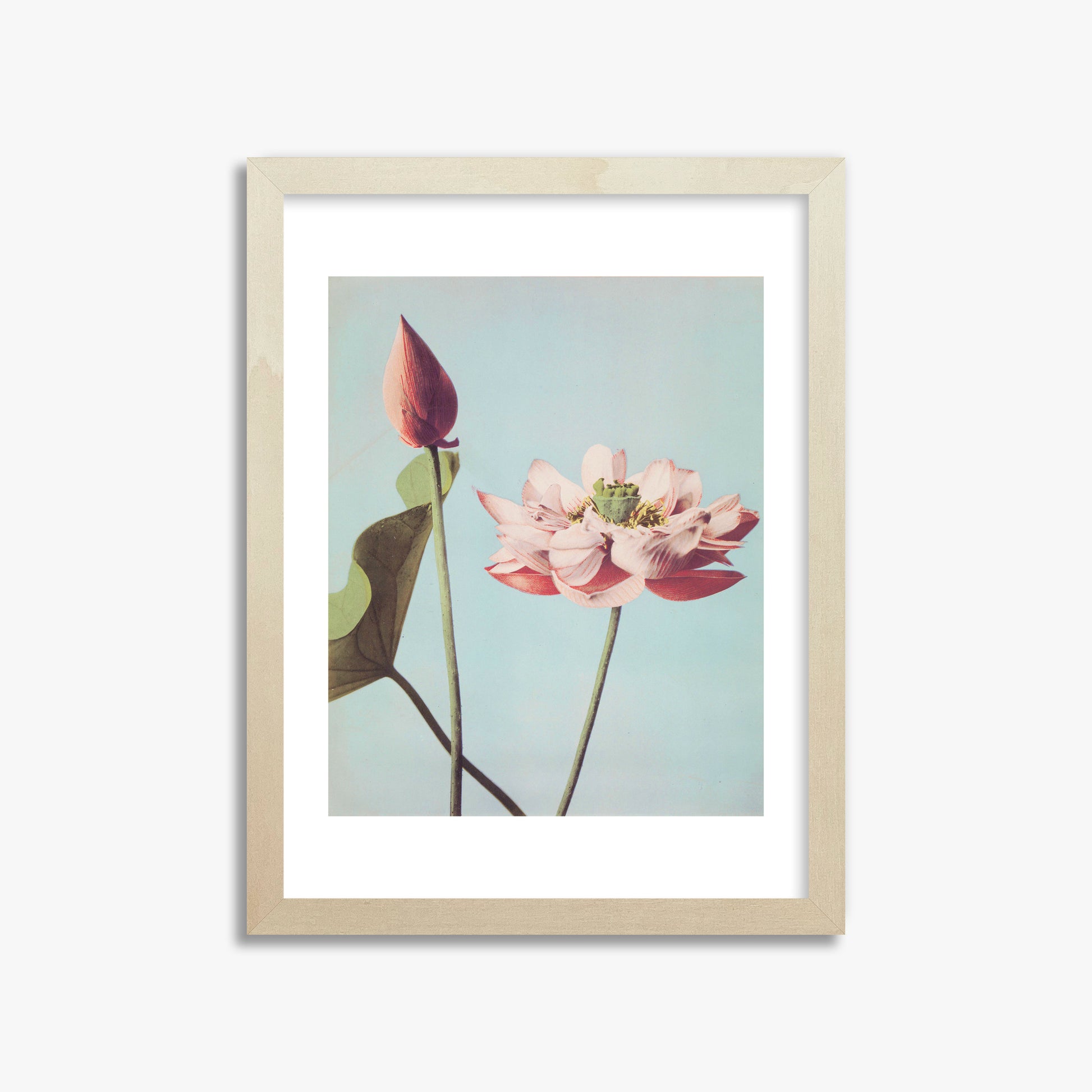 Ogawa Kazumasa: Lotus Flowers, 30x40cm Framed Art Reproduction With Lime Wood Frame