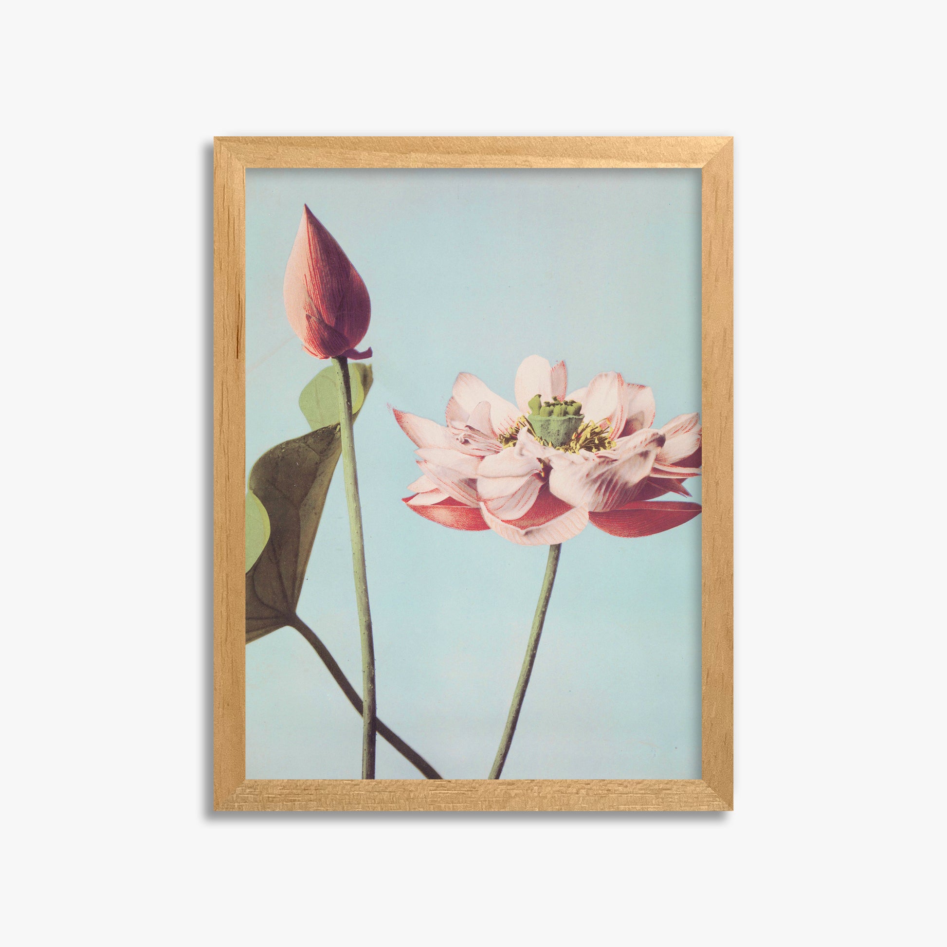 Ogawa Kazumasa: Lotus Flowers, 30x40cm Framed Art Reproduction With Oak Frame