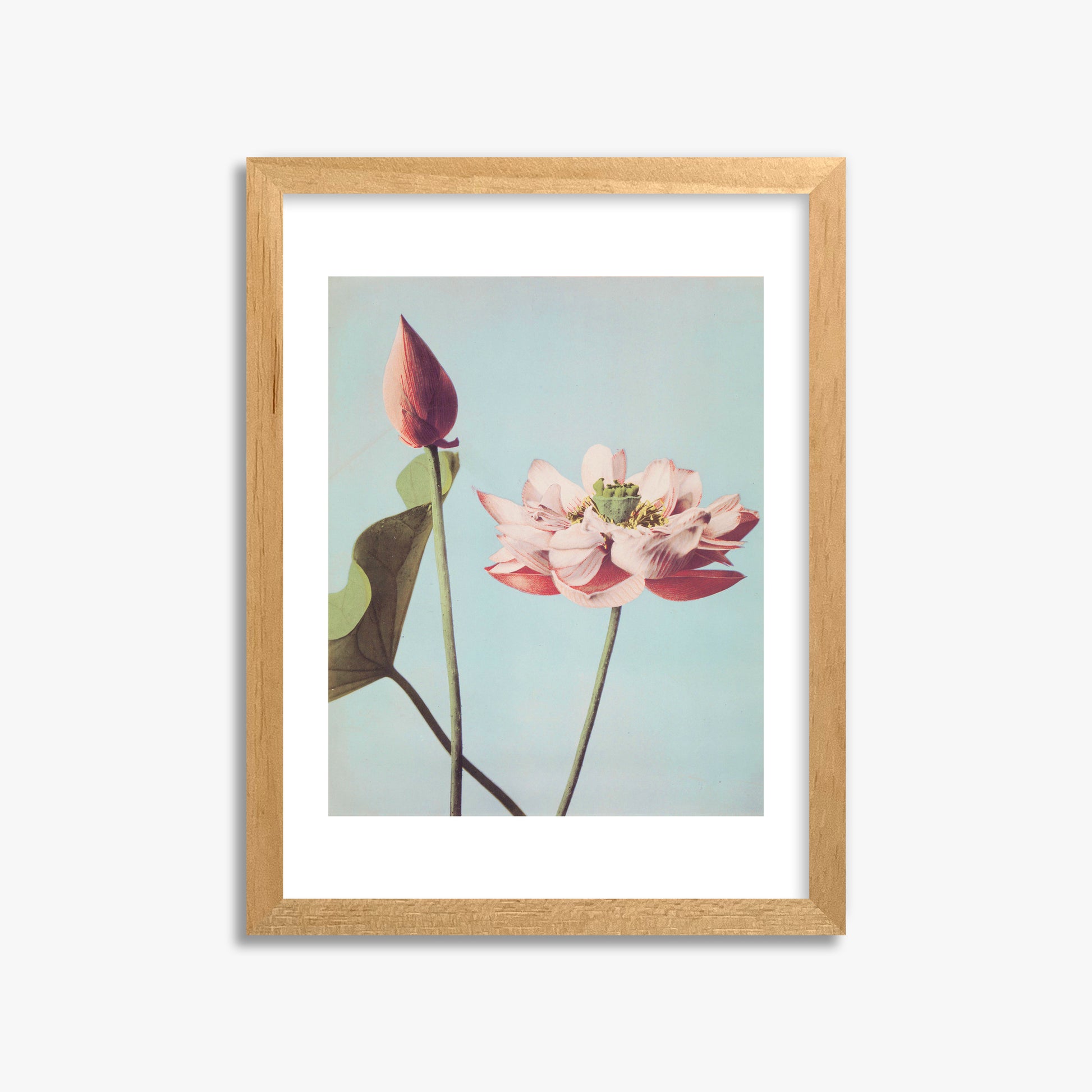 Ogawa Kazumasa: Lotus Flowers, 30x40cm Framed Art Reproduction With Oak Frame