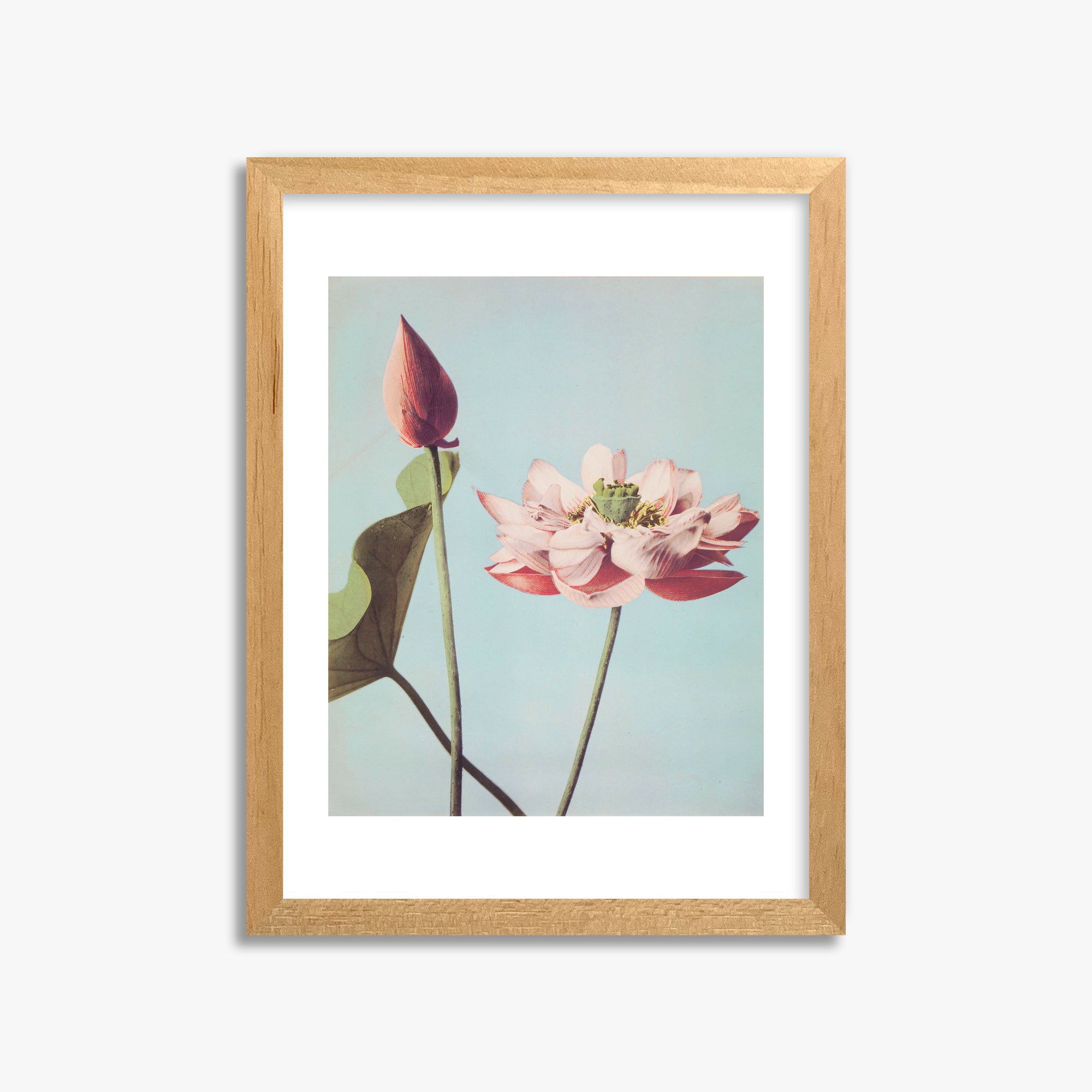 Ogawa Kazumasa: Lotus Flowers, 30x40cm Framed Art Reproduction With Oak Frame