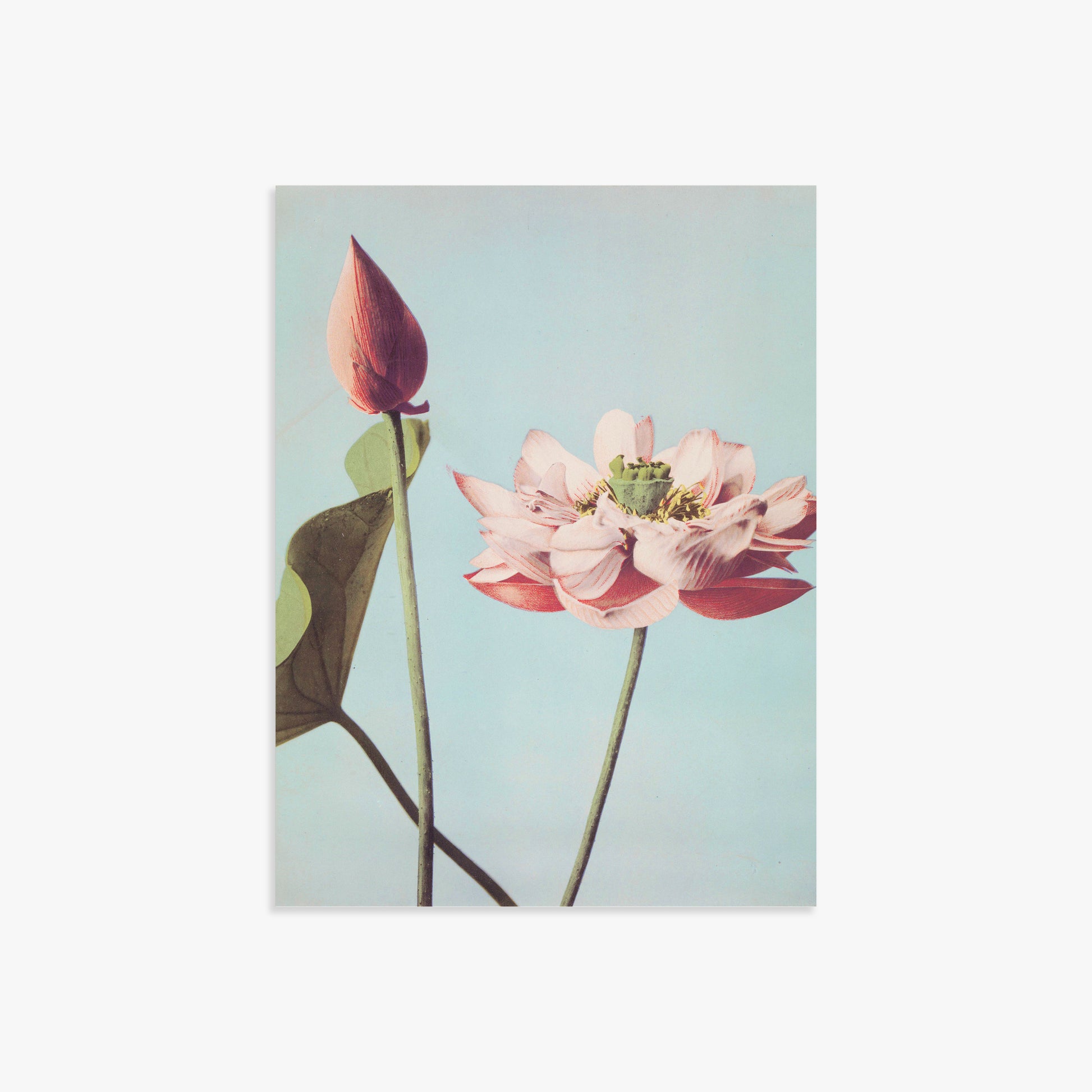 Ogawa Kazumasa: Lotus Flowers, 30x40cm Art Reproduction Unframed