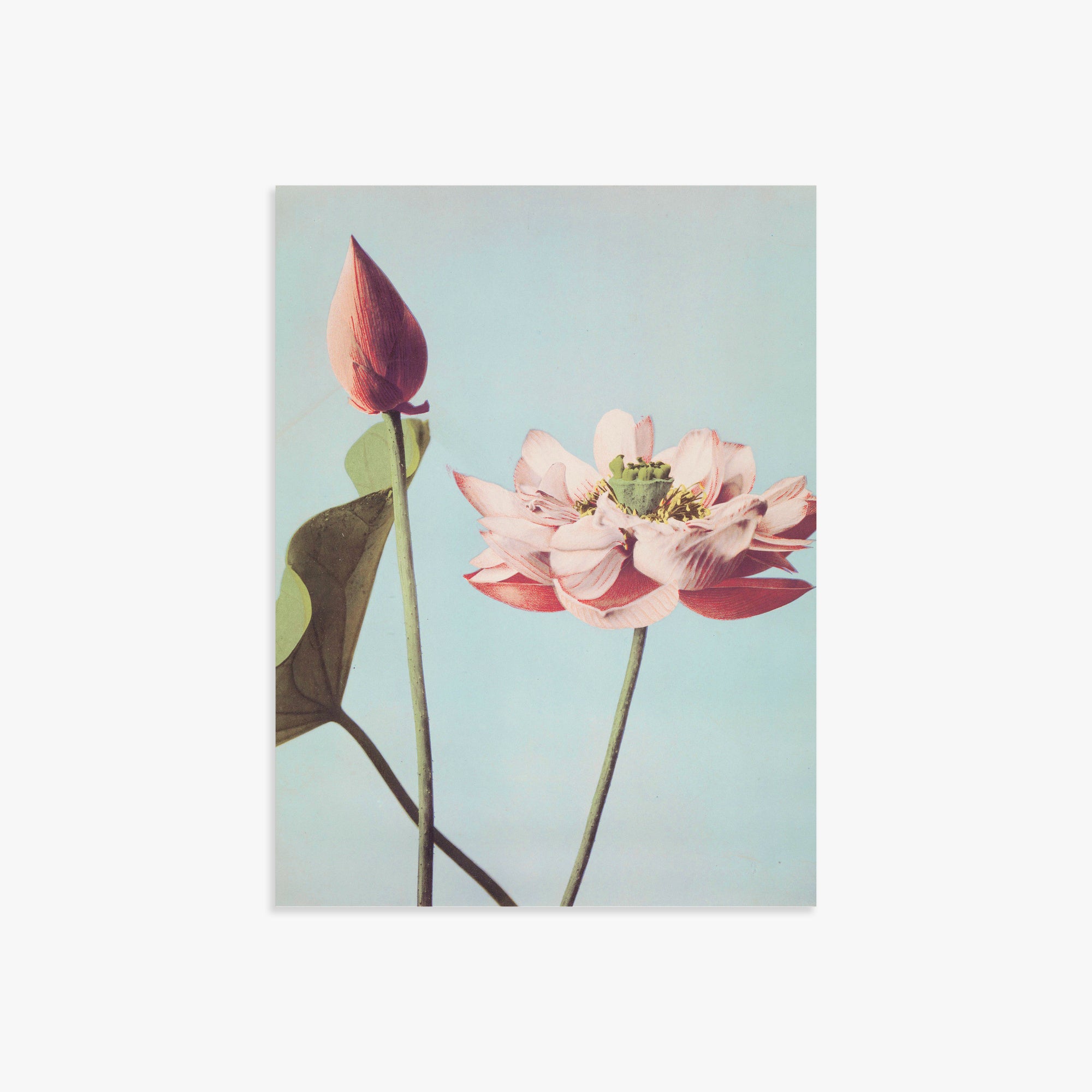 Ogawa Kazumasa: Lotus Flowers, 30x40cm Art Reproduction Unframed