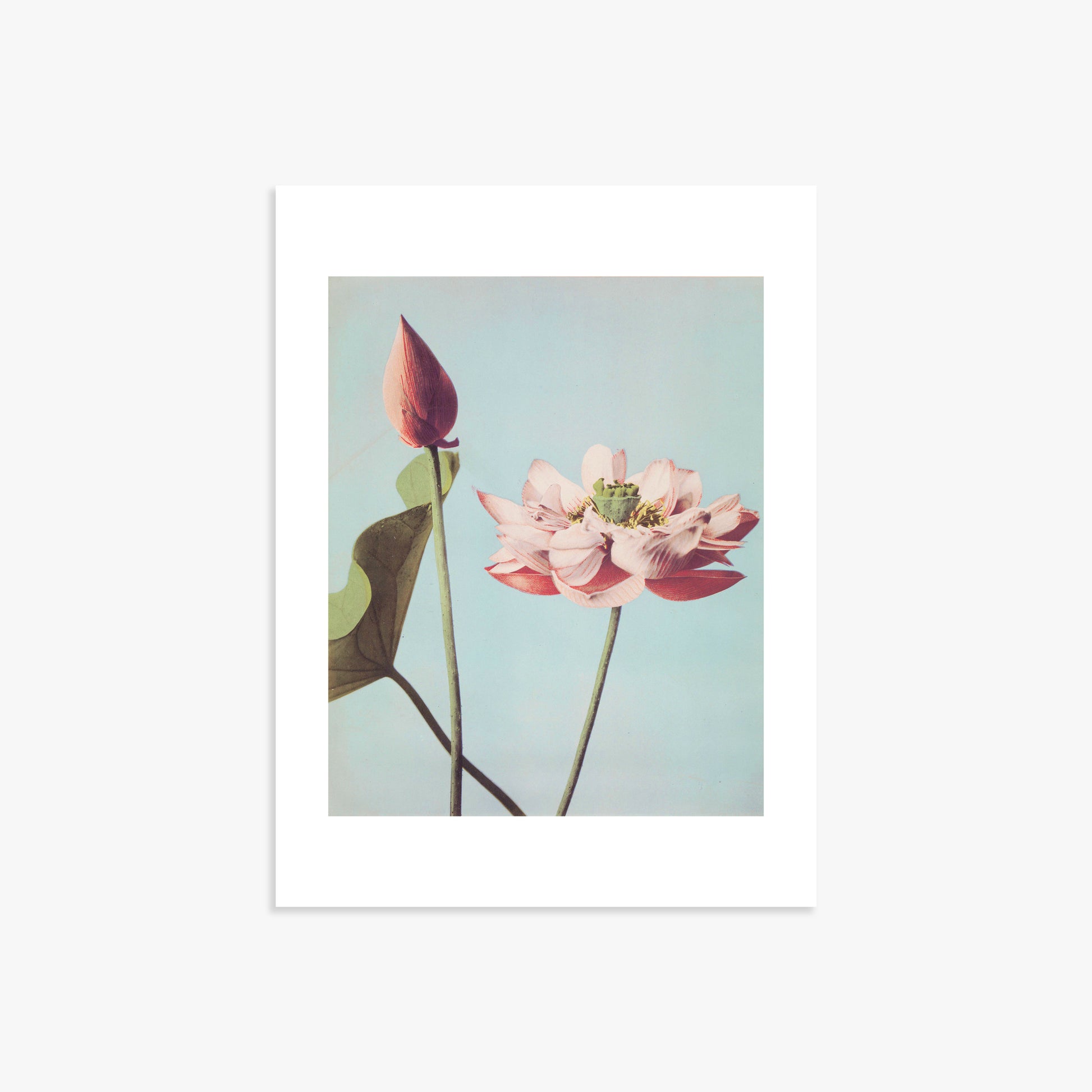 Ogawa Kazumasa: Lotus Flowers, 30x40cm Art Reproduction Unframed