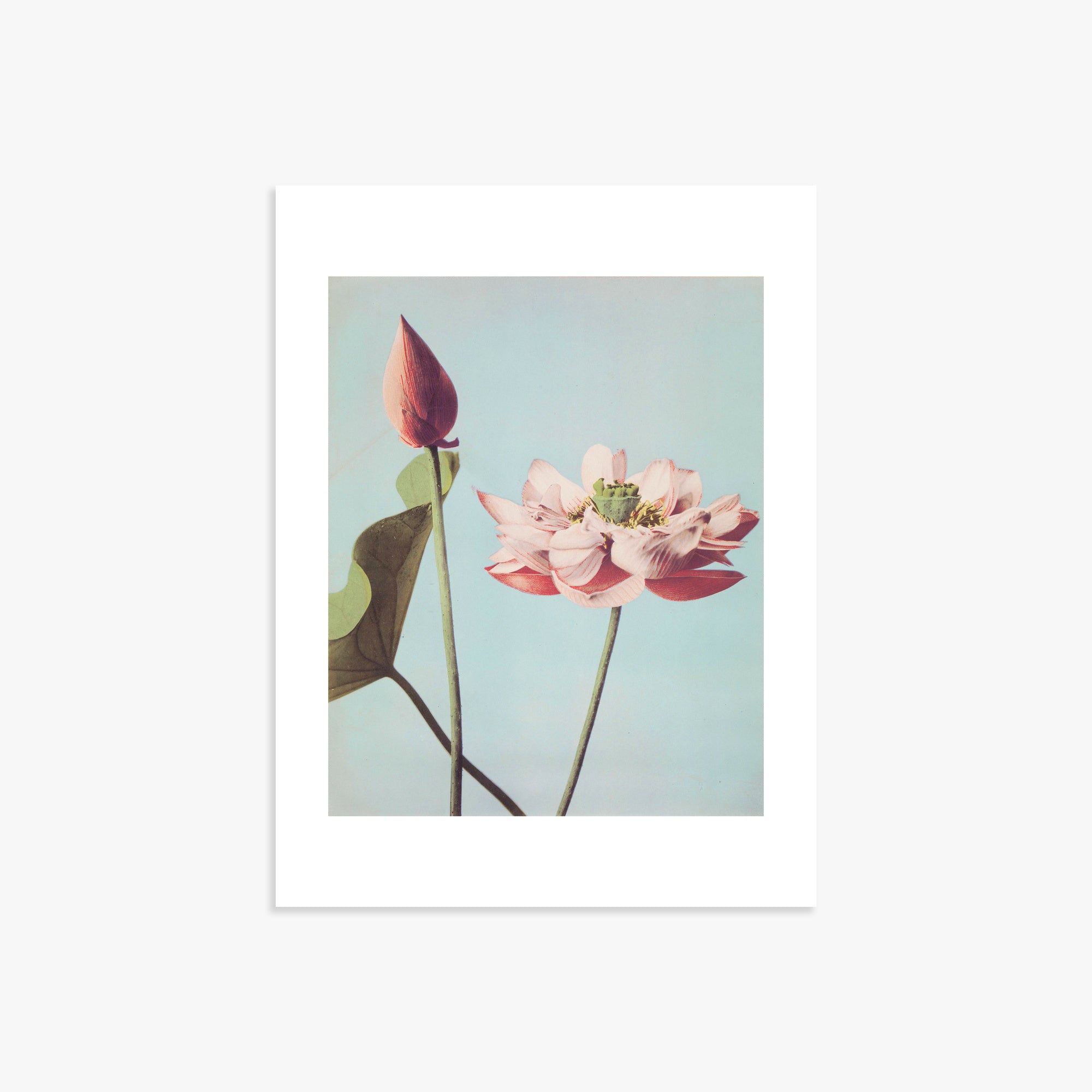 Ogawa Kazumasa: Lotus Flowers, 30x40cm Art Reproduction Unframed