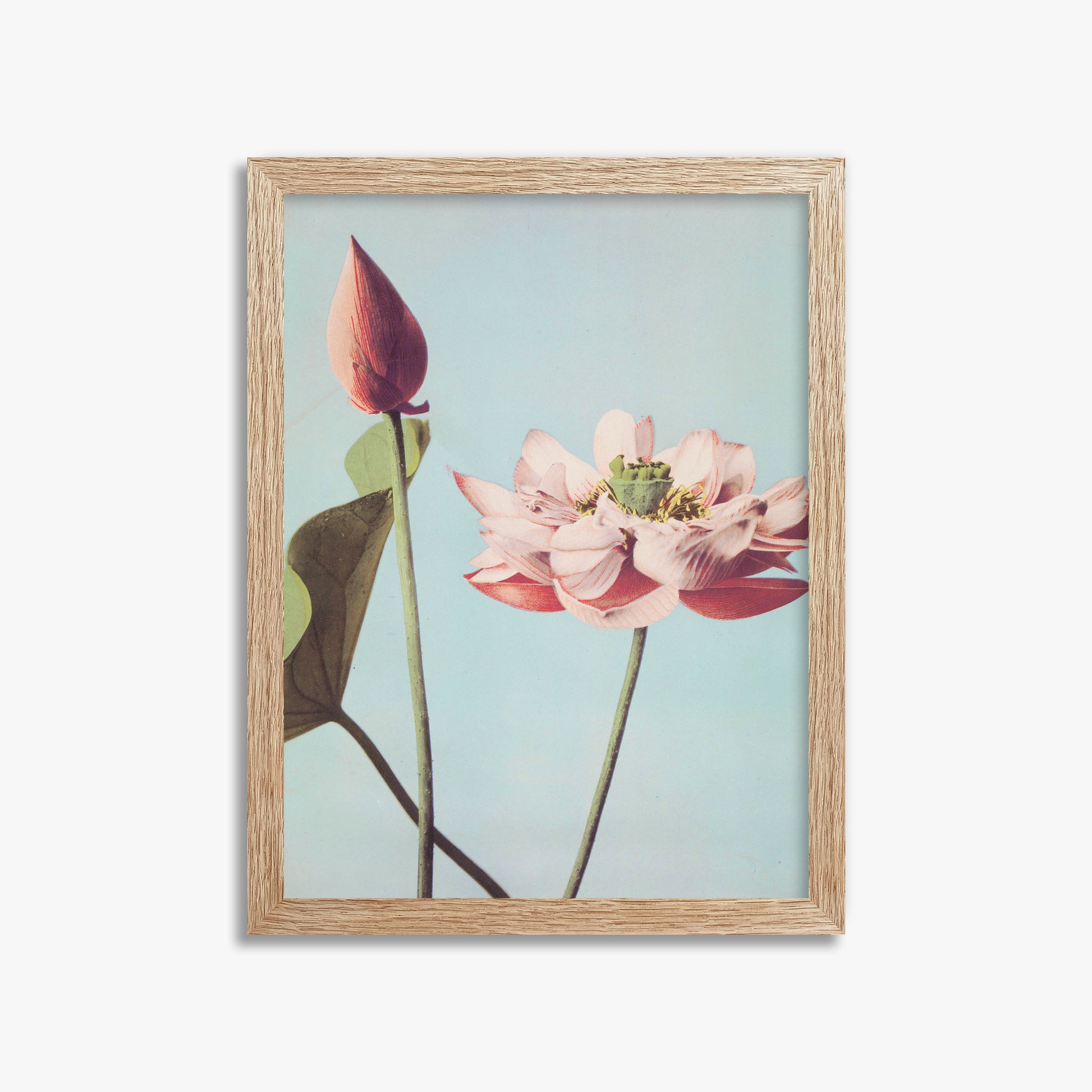 Ogawa Kazumasa: Lotus Flowers, 30x40cm Framed Art Reproduction With Raw Oak Frame