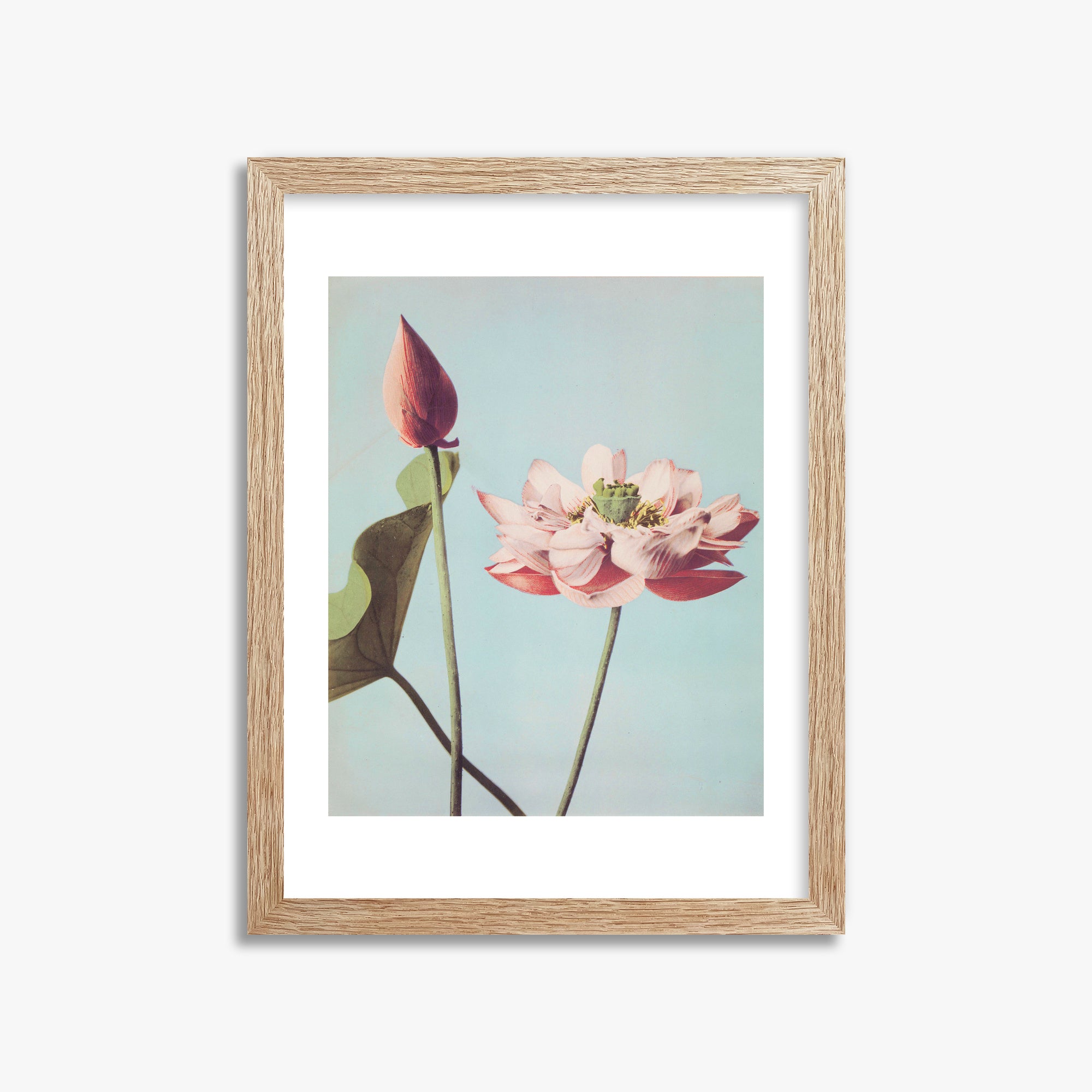 Ogawa Kazumasa: Lotus Flowers, 30x40cm Framed Art Reproduction With Raw Oak Frame