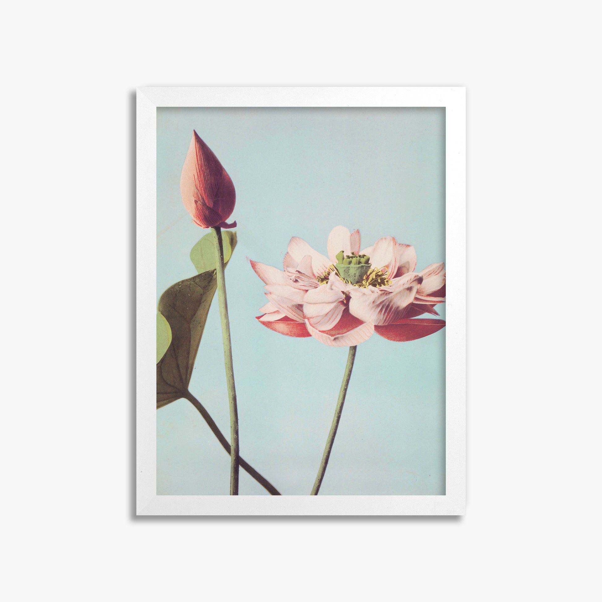 Ogawa Kazumasa: Lotus Flowers, 30x40cm Framed Art Reproduction With White Frame