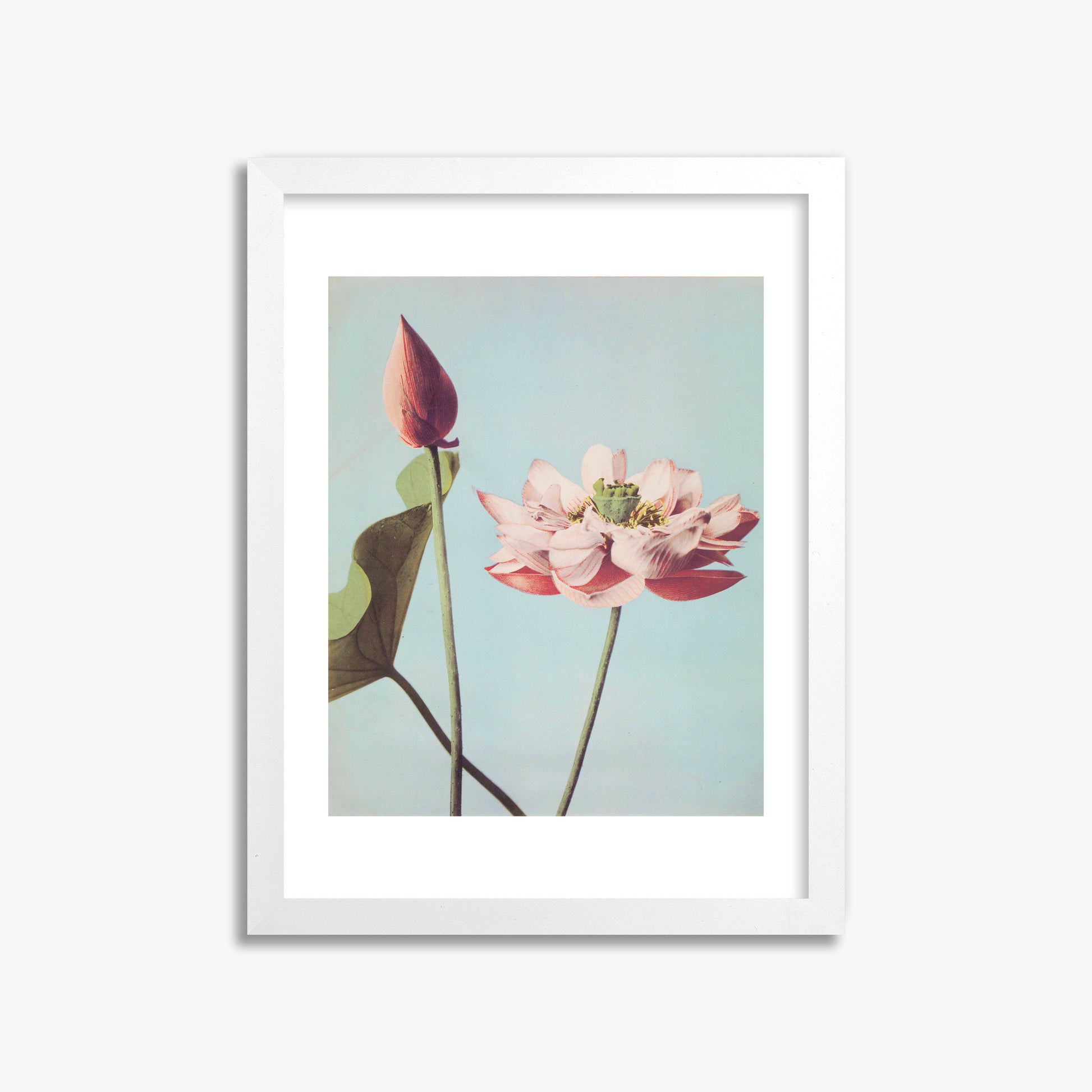 Ogawa Kazumasa: Lotus Flowers, 30x40cm Framed Art Reproduction With White Frame