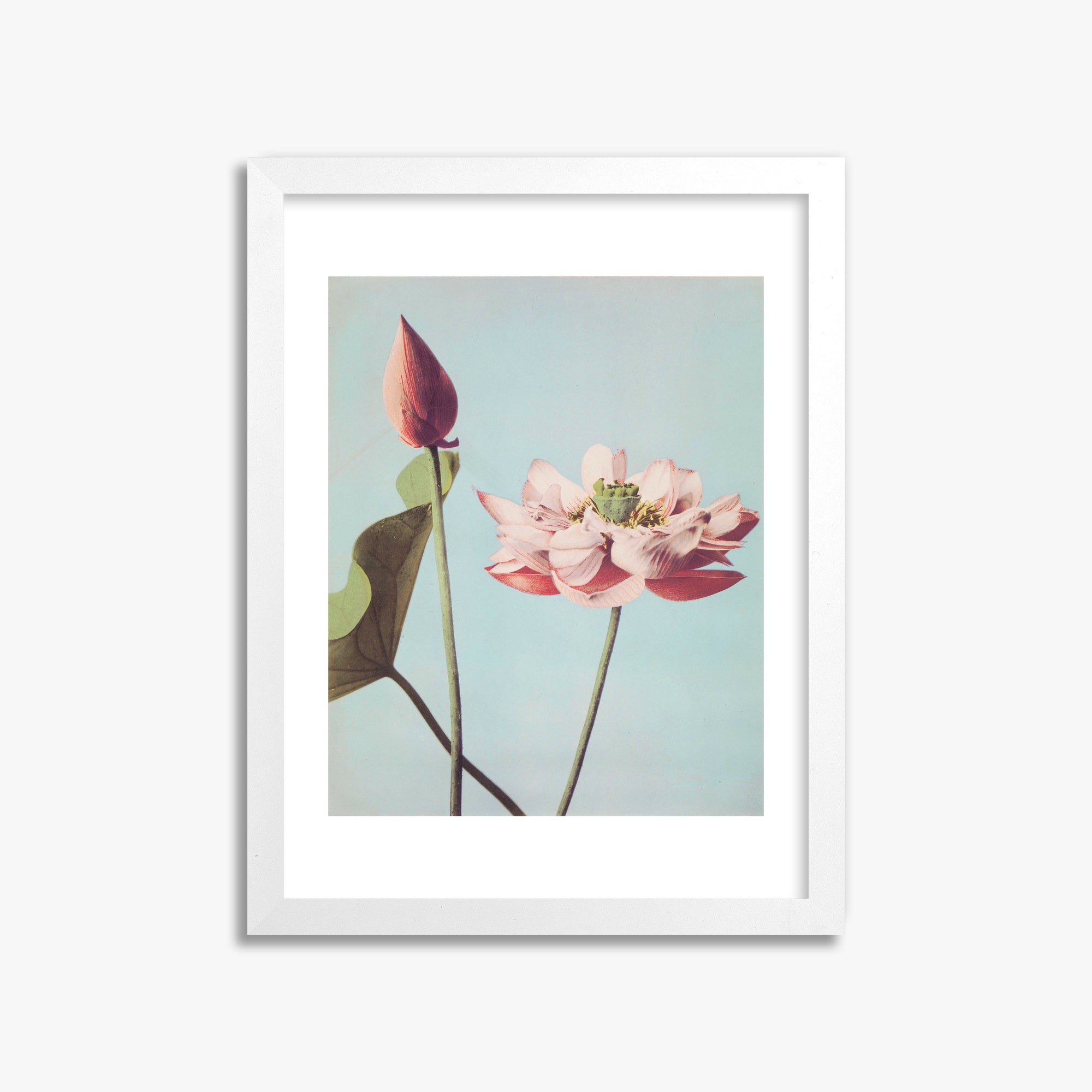Ogawa Kazumasa: Lotus Flowers, 30x40cm Framed Art Reproduction With White Frame
