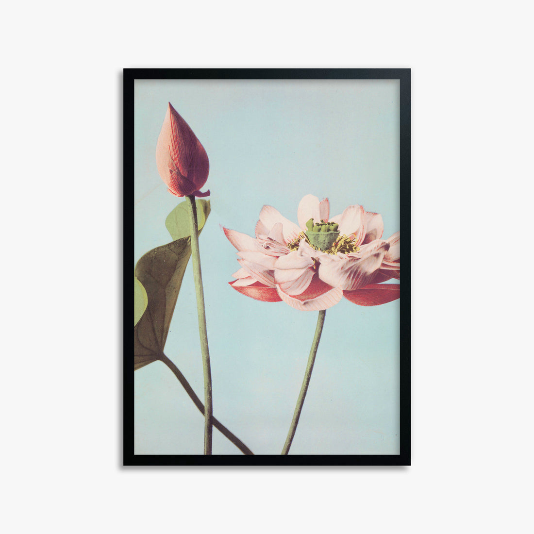 Ogawa Kazumasa: Lotus Flowers, 50x70cm Framed Art Reproduction With Black Frame