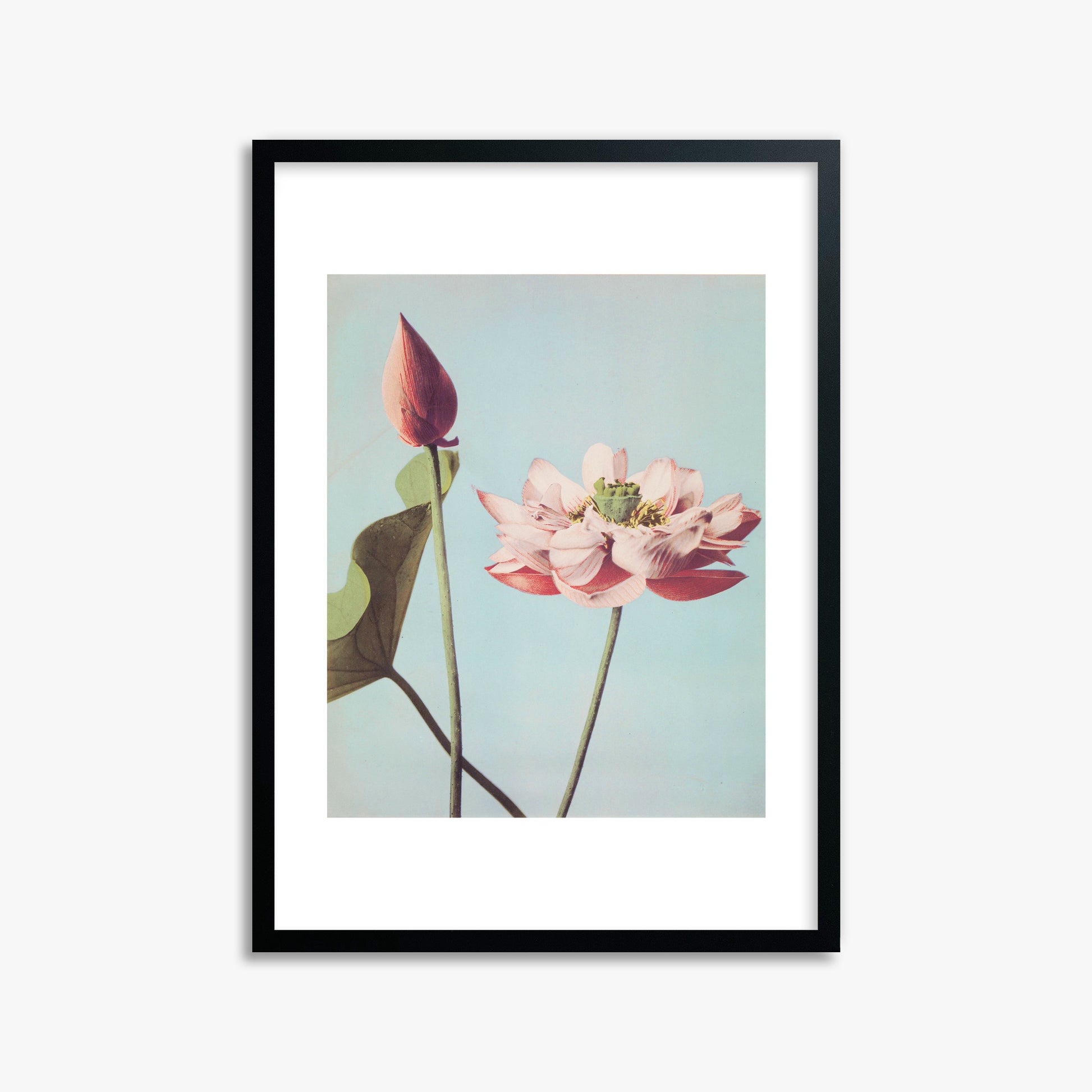 Ogawa Kazumasa: Lotus Flowers, 50x70cm Framed Art Reproduction With Black Frame