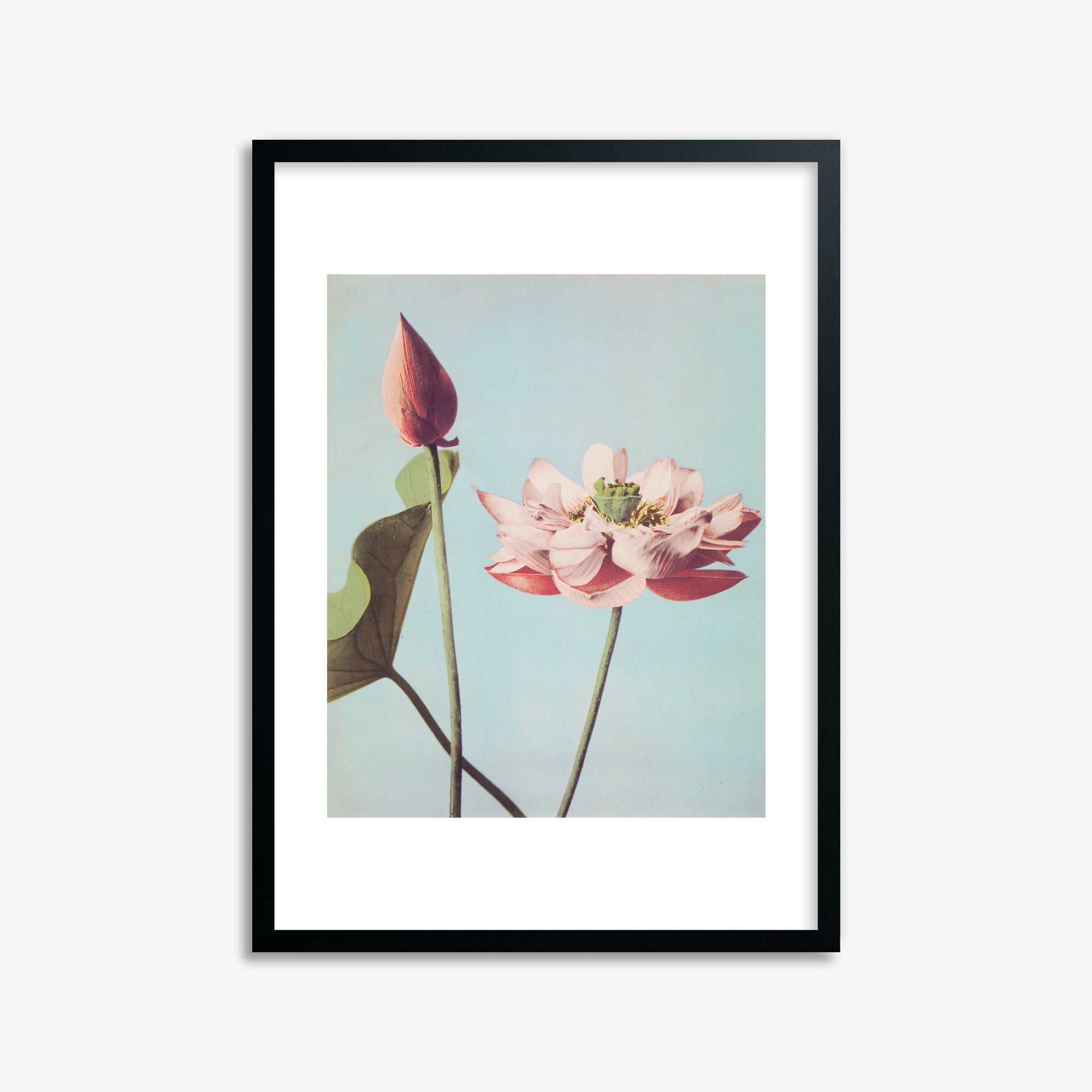 Ogawa Kazumasa: Lotus Flowers, 50x70cm Framed Art Reproduction With Black Frame
