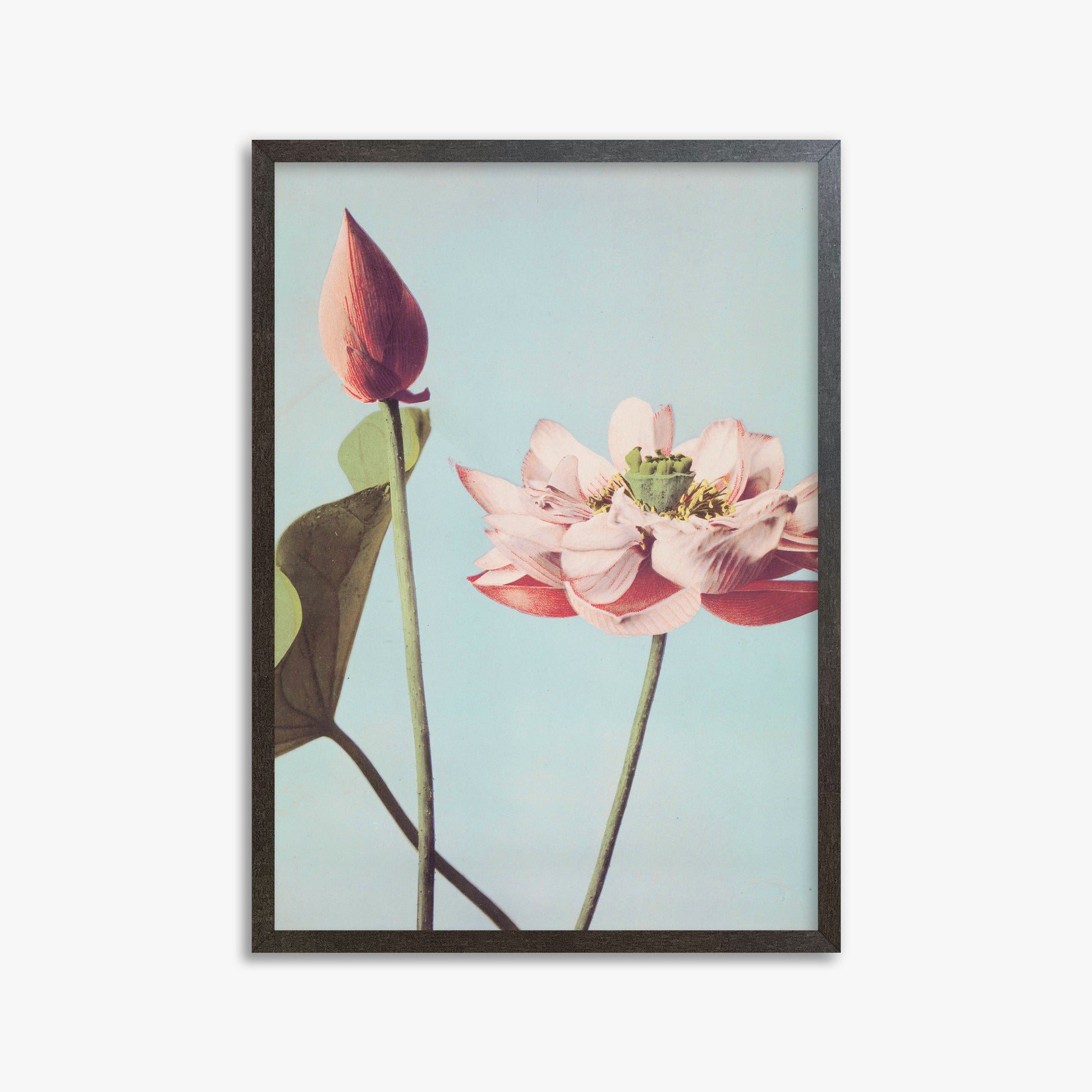 Ogawa Kazumasa: Lotus Flowers, 50x70cm Framed Art Reproduction With Espresso Frame